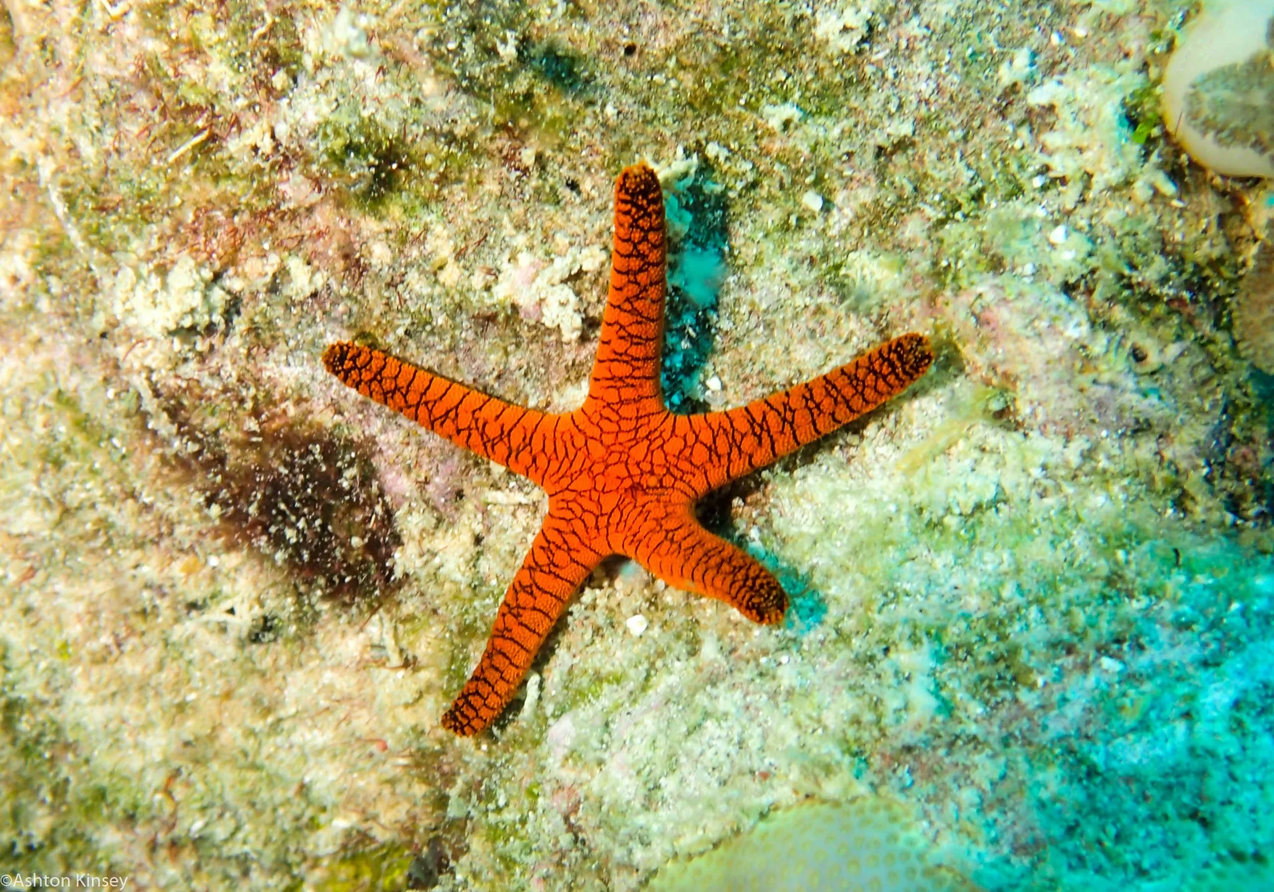 Dive 1 Cod Hole Red Sea Star.jpg