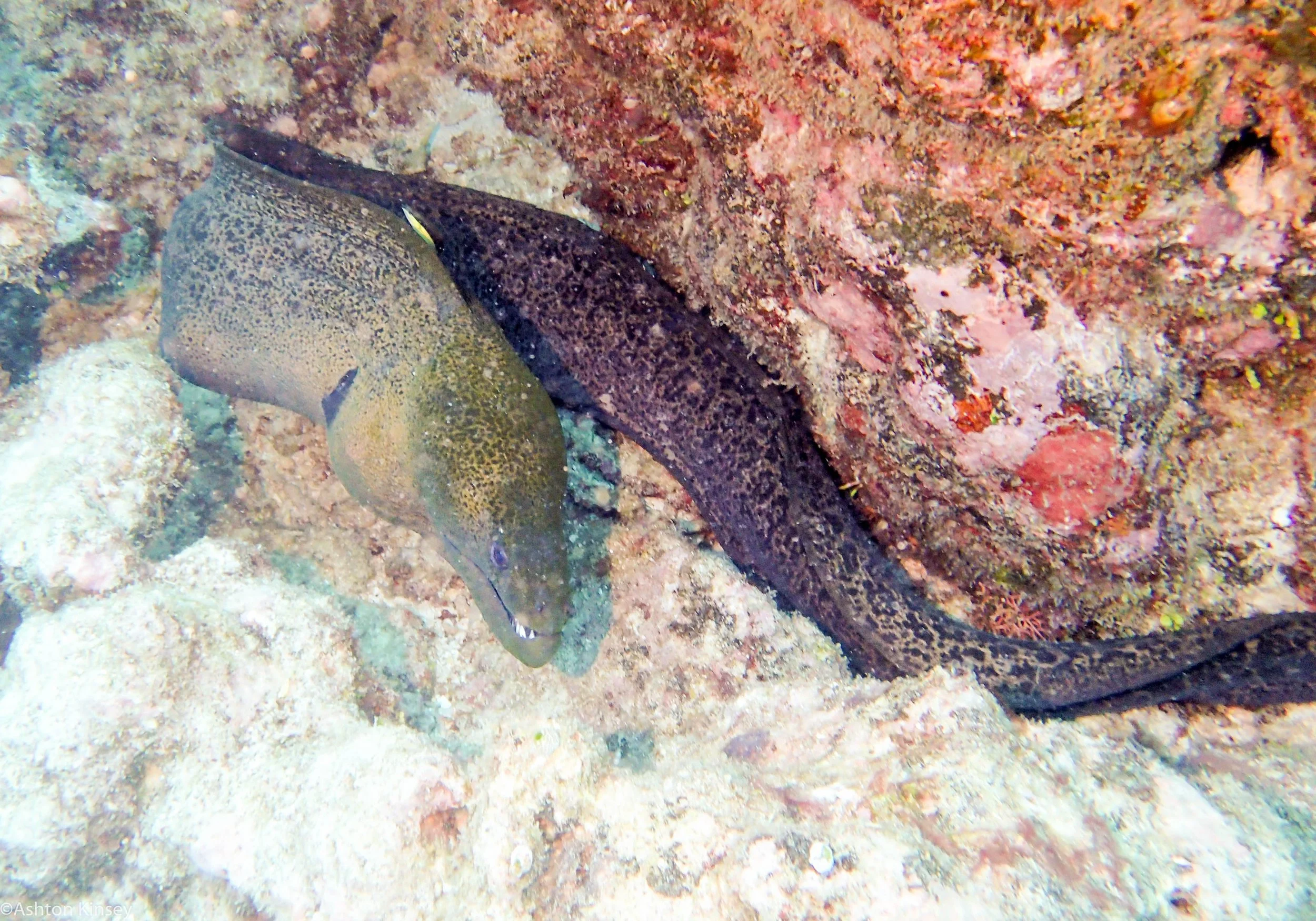 Dive 1 Cod Hole Fimbrated Eel.jpg