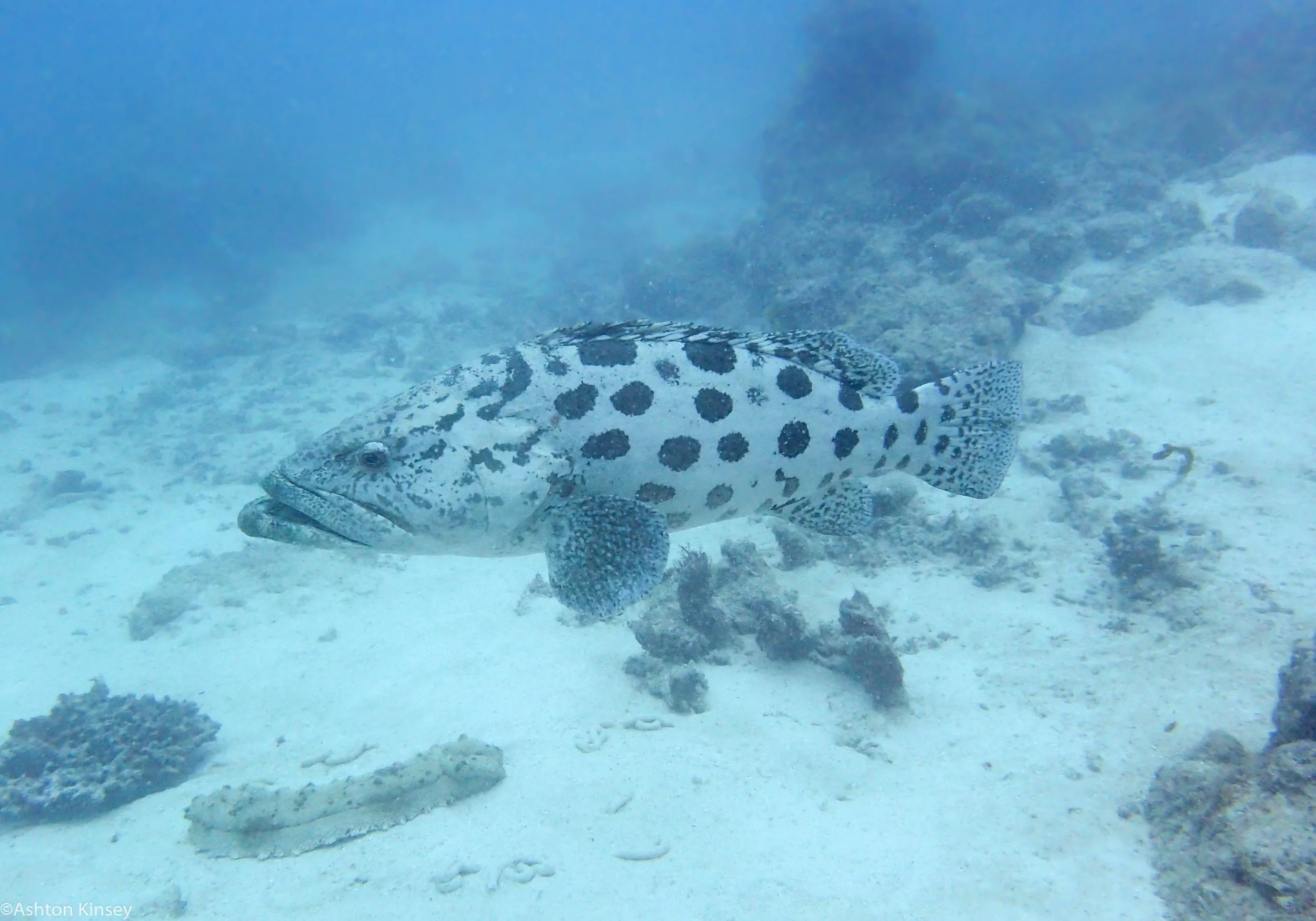 Dive 2 Cod Hole Potato Cod.jpg