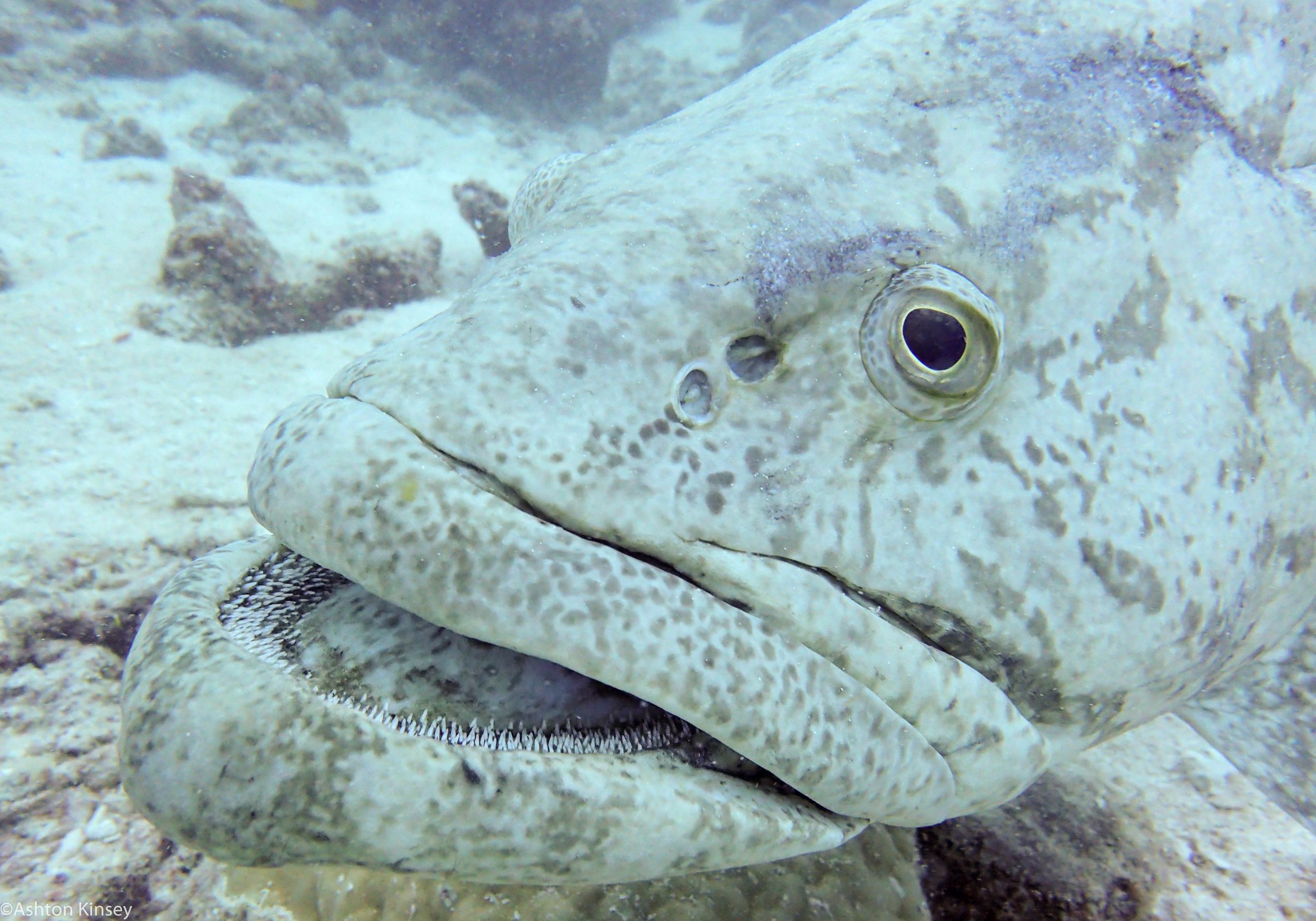 Dive 2 Cod Hole potato Cod-2.jpg
