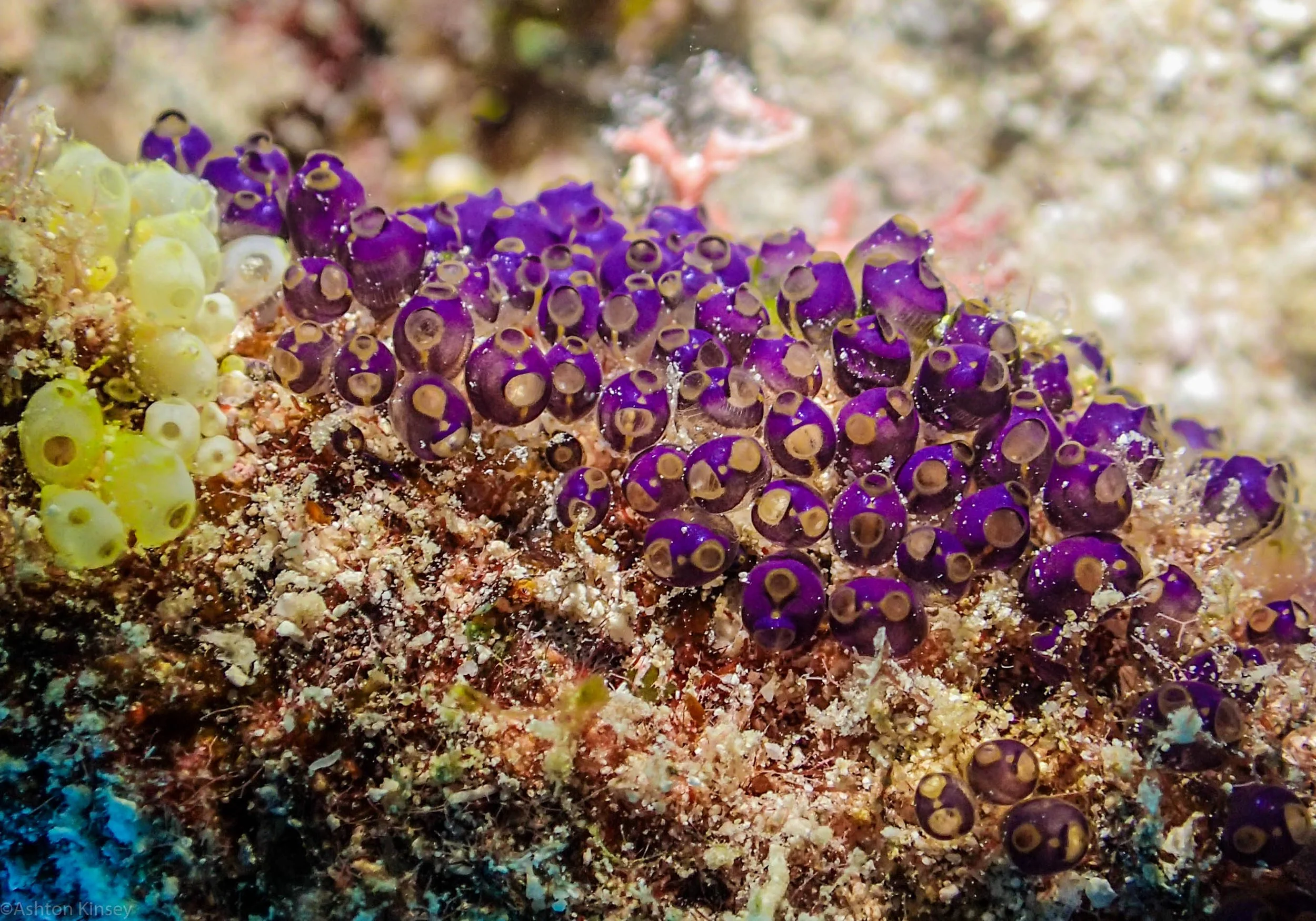 Dive 2 Cod Hole Turnacates.jpg