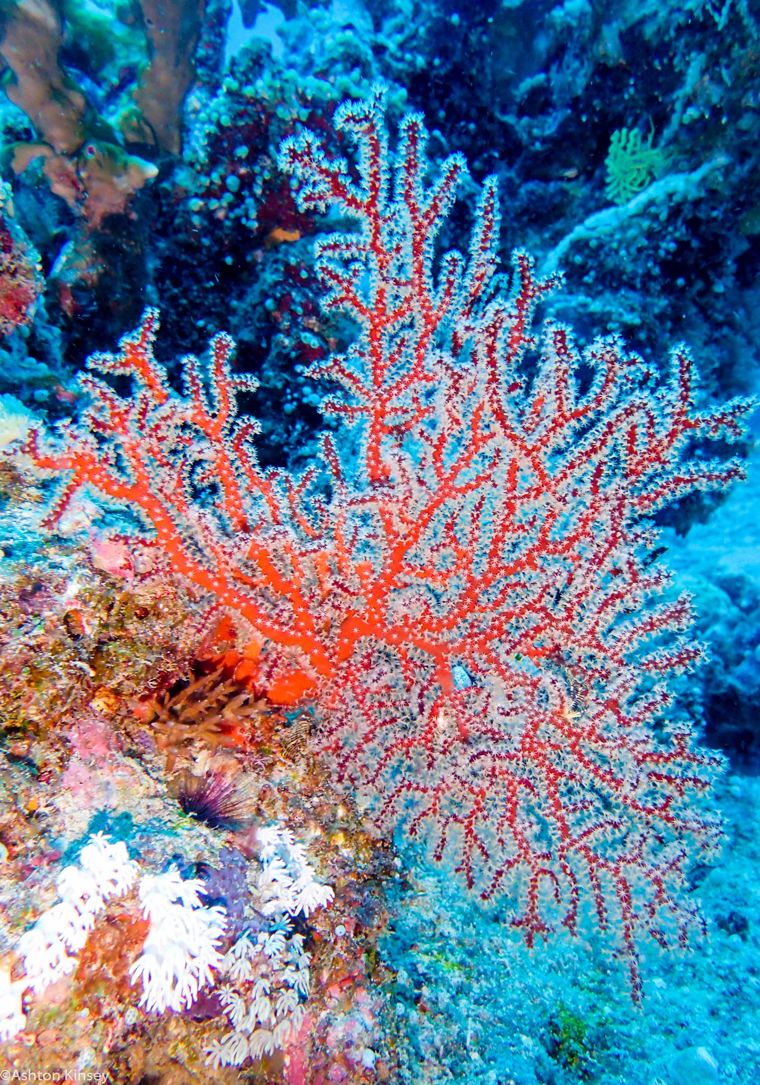 Dive 1 Cod Hole Carnation Coral.jpg
