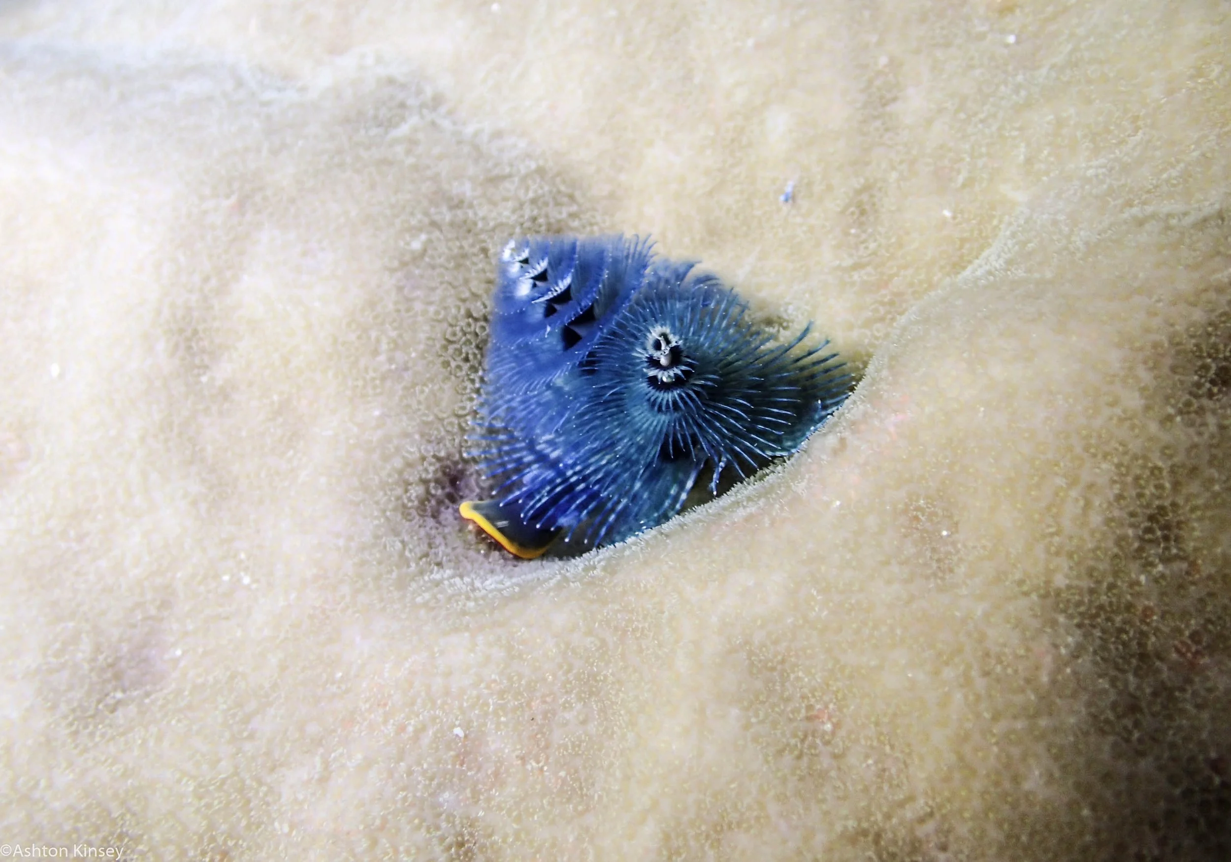 Dive 4 Gotham City Xmas tree worm.jpg