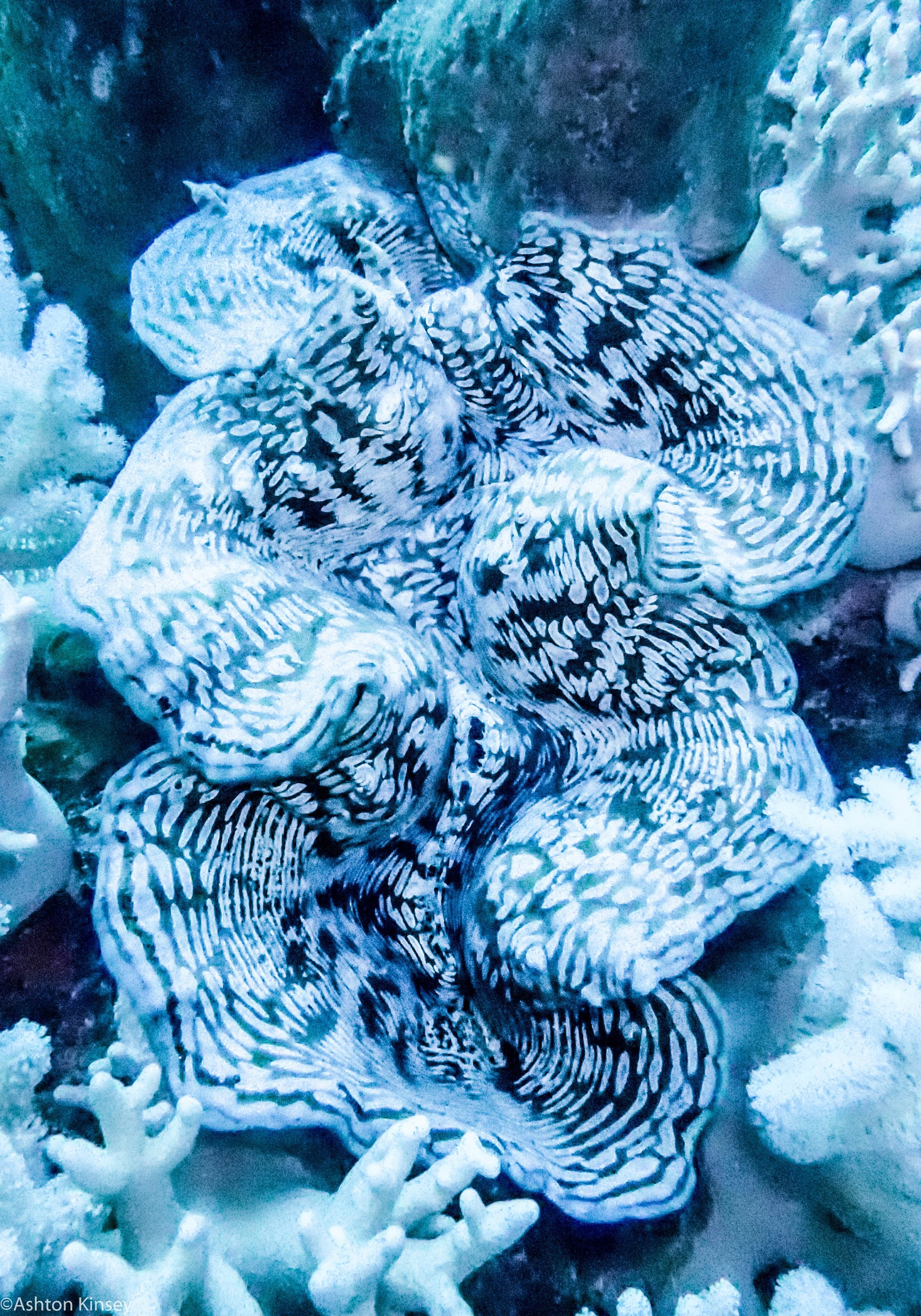 Dive 3 Gotham City Clam.jpg