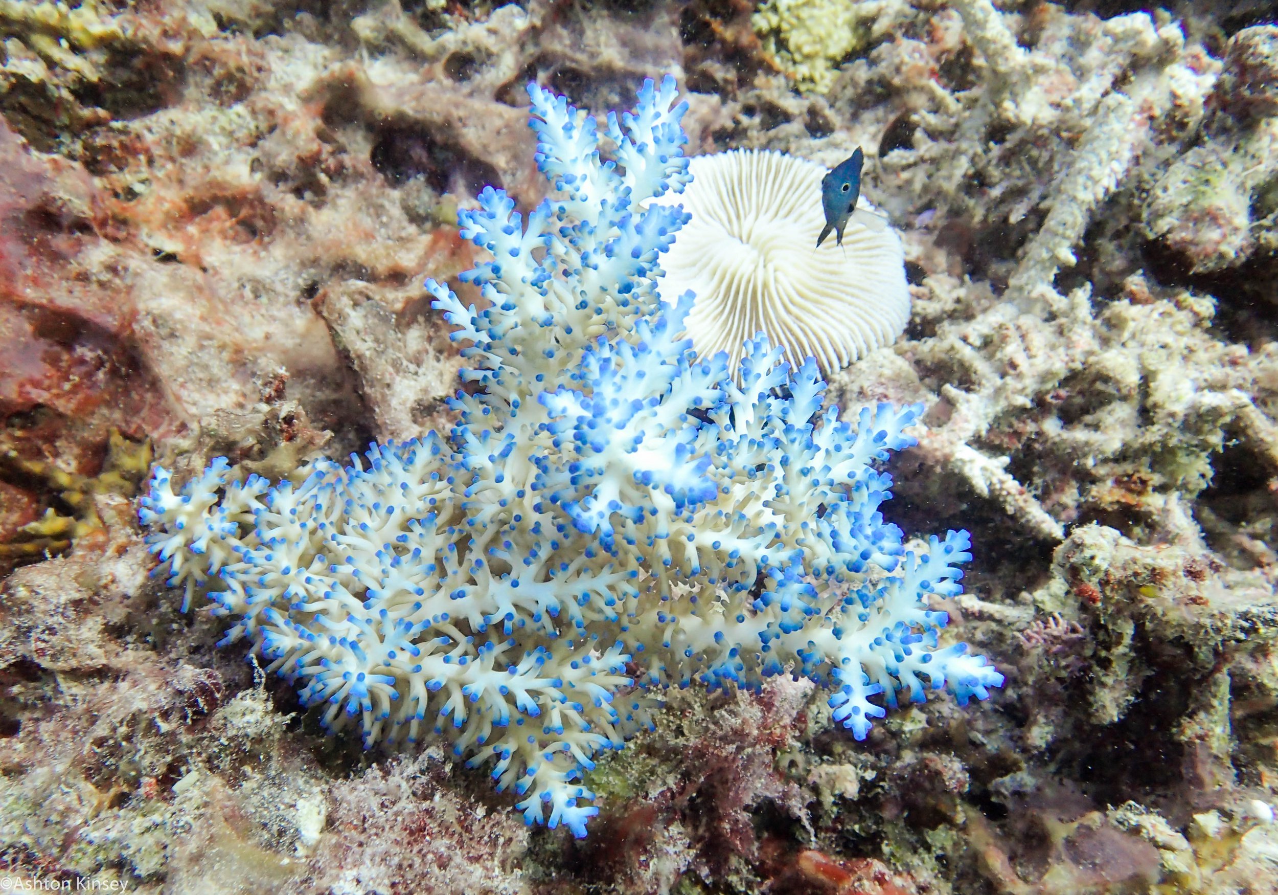 Dive 3 Gotham City Echinata Coral.jpg