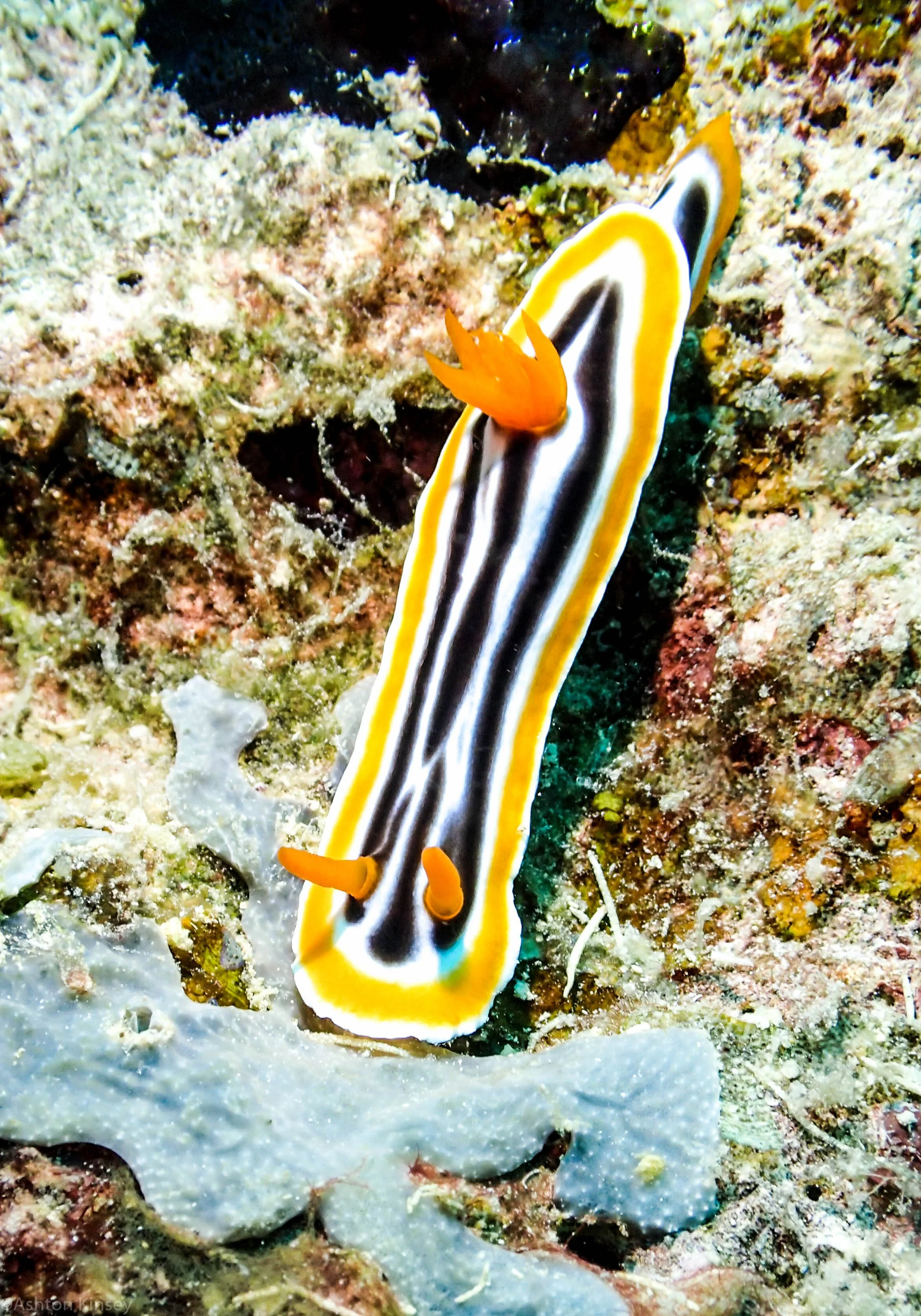 Dive 3 Gotham City Elizebeth Nudi.jpg
