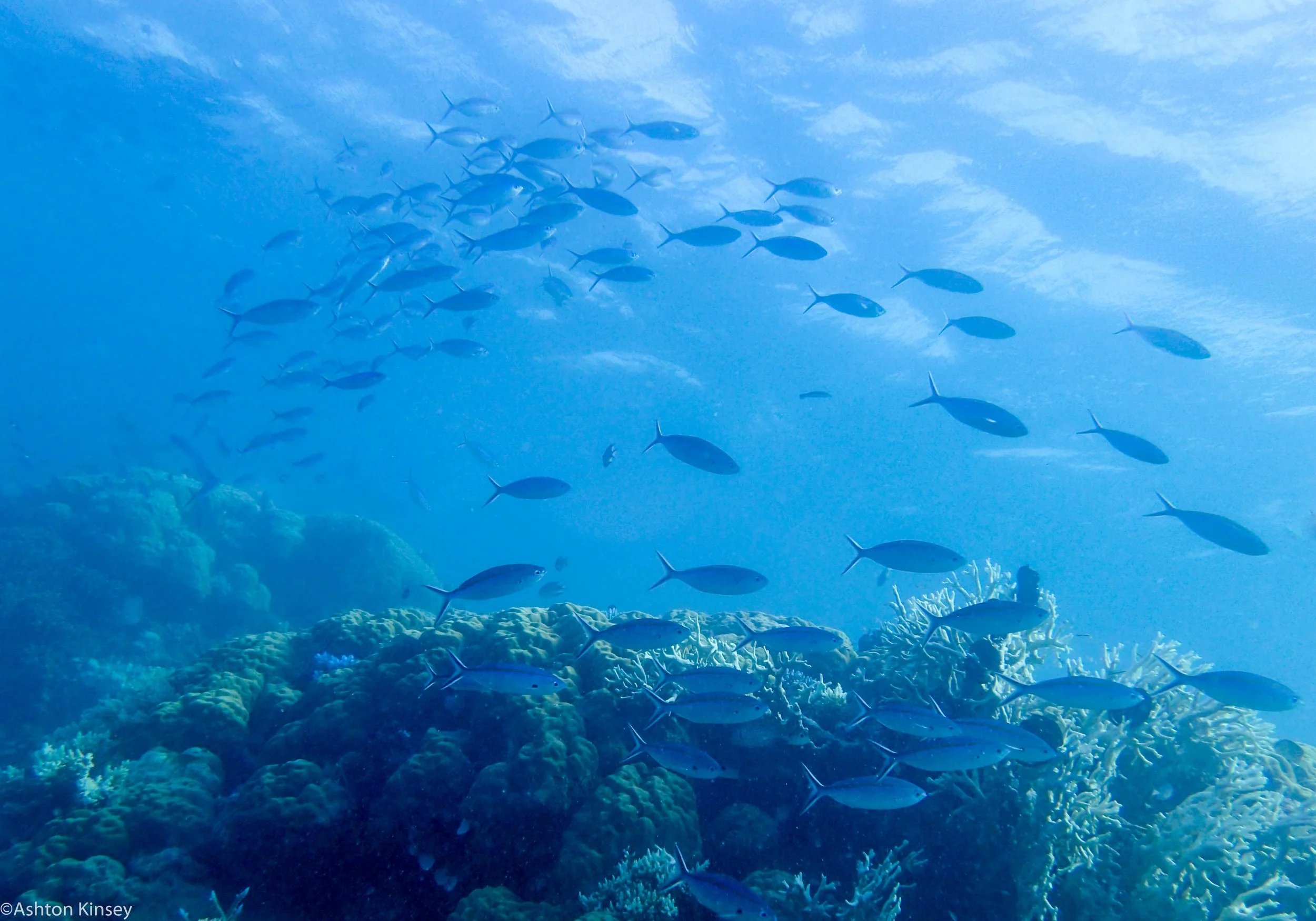Dive 3 Gotham City Fishes.jpg