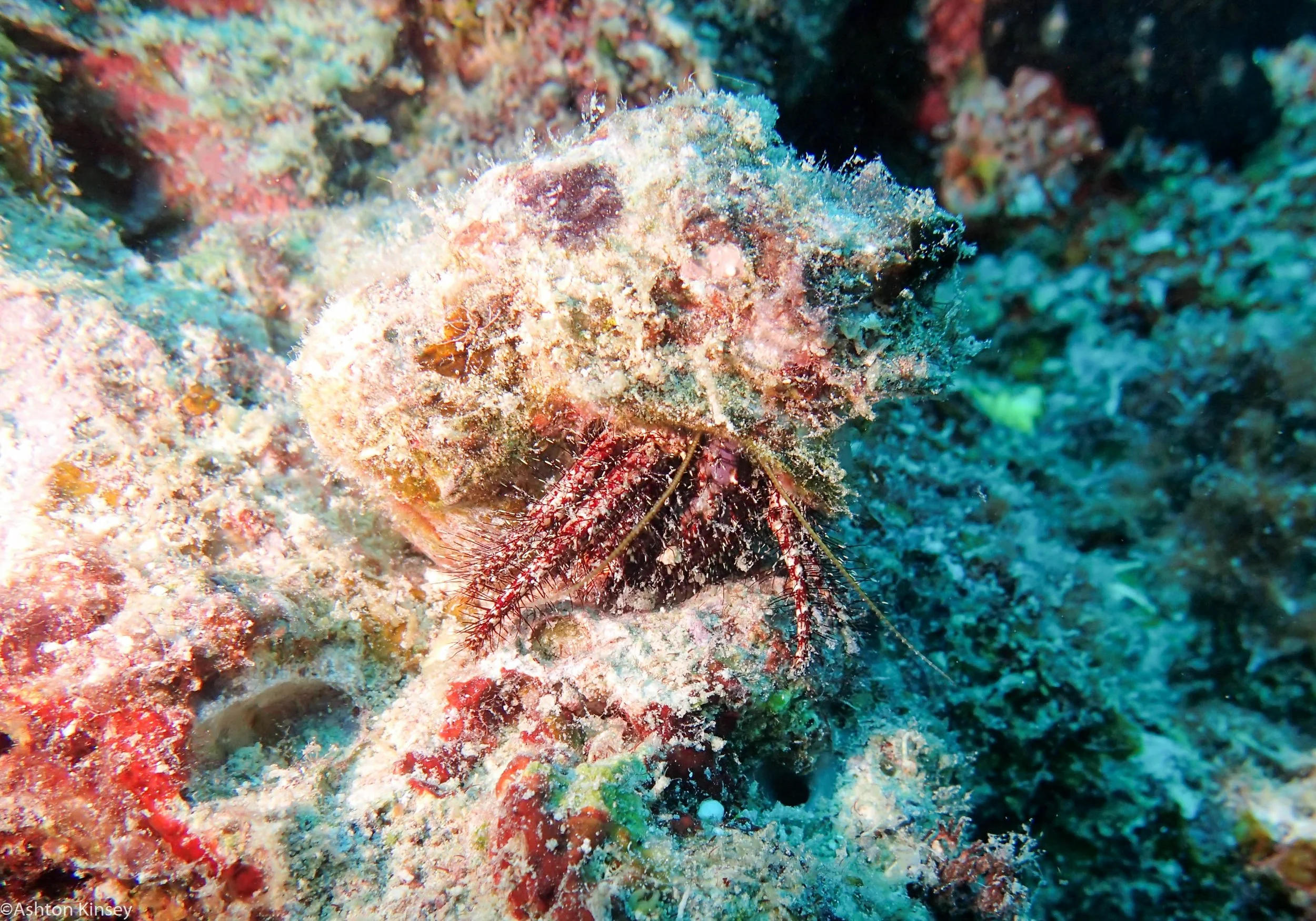 Dive 3 Gotham City Hermit Crab.jpg