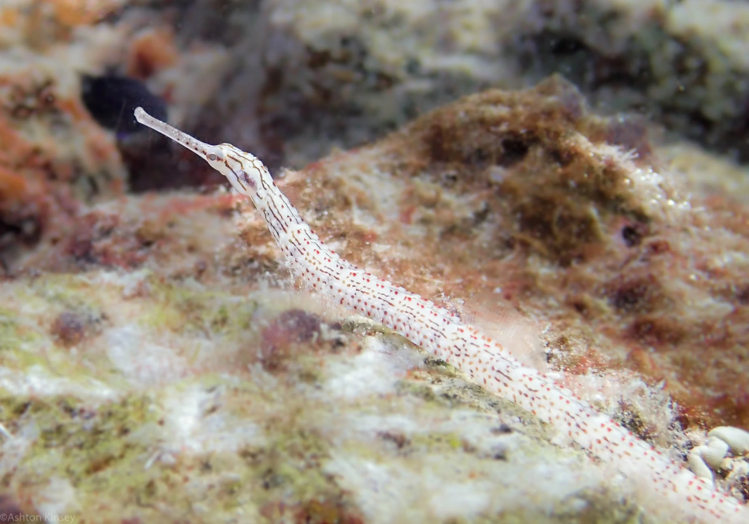 Dive 3 Gotham City Pipefish.jpg