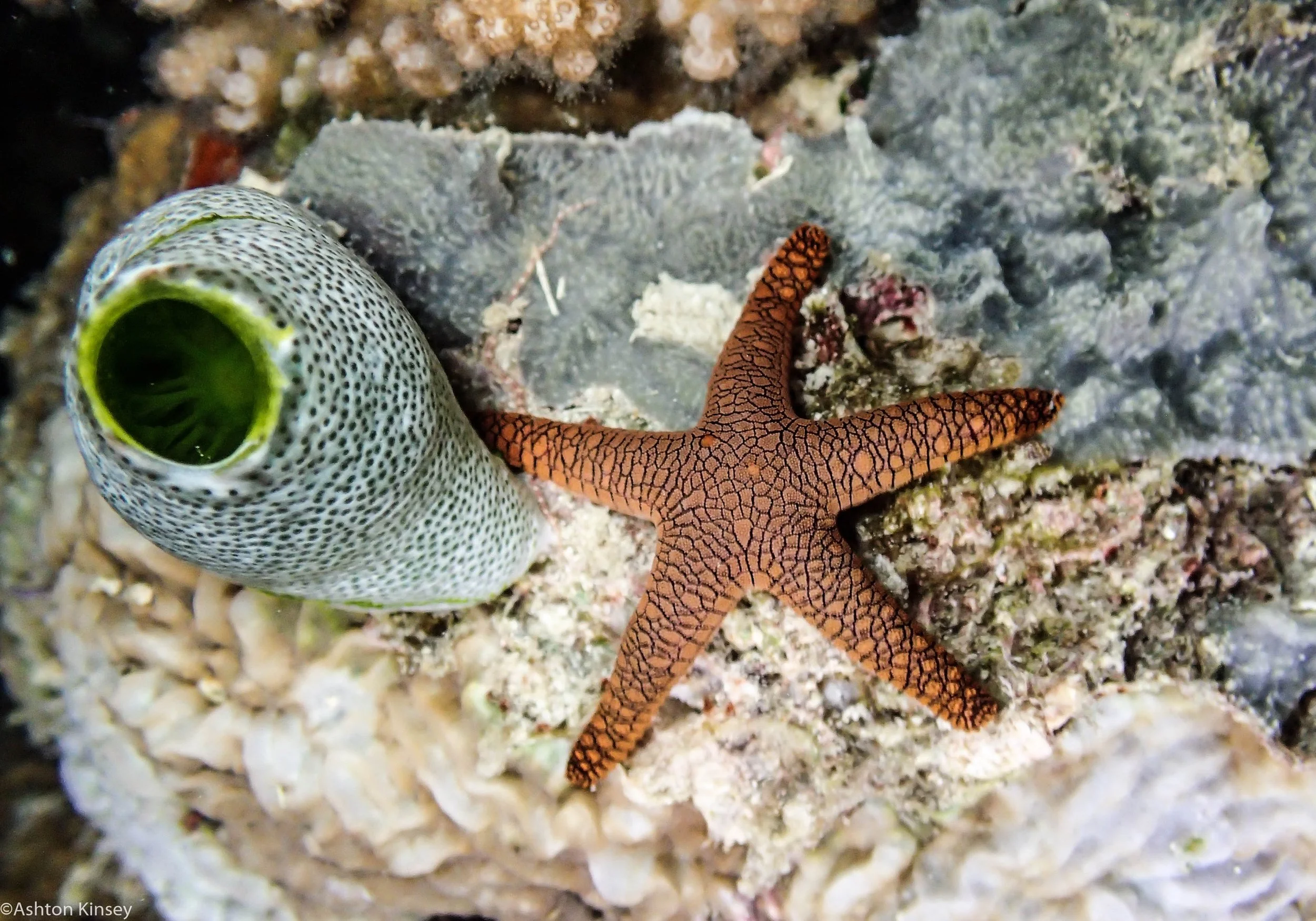 Dive 4 Gotham City Sea Star.jpg