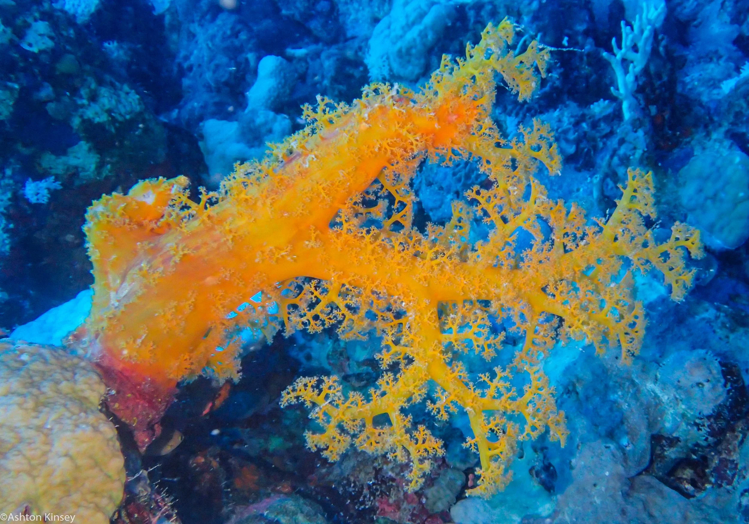 Dive 5 Fairy Grotto Carnation Coral.jpg