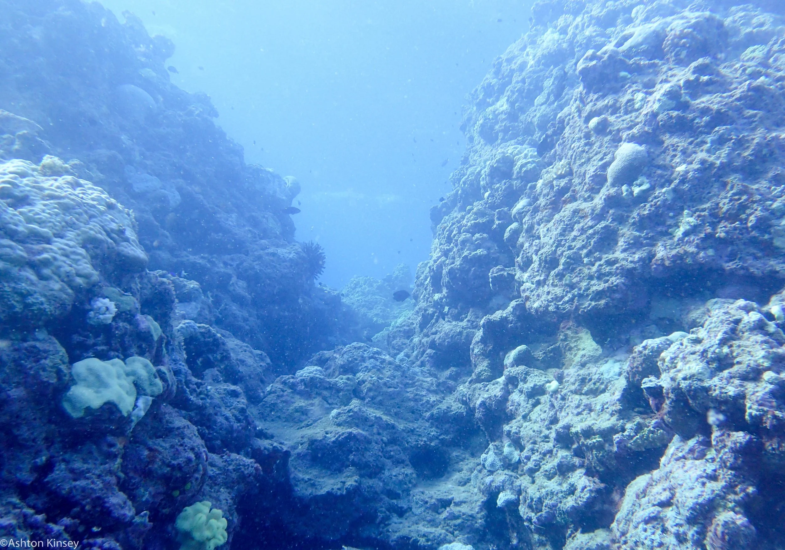 Dive 5 Fairy Grotto Carnation Ridge.jpg