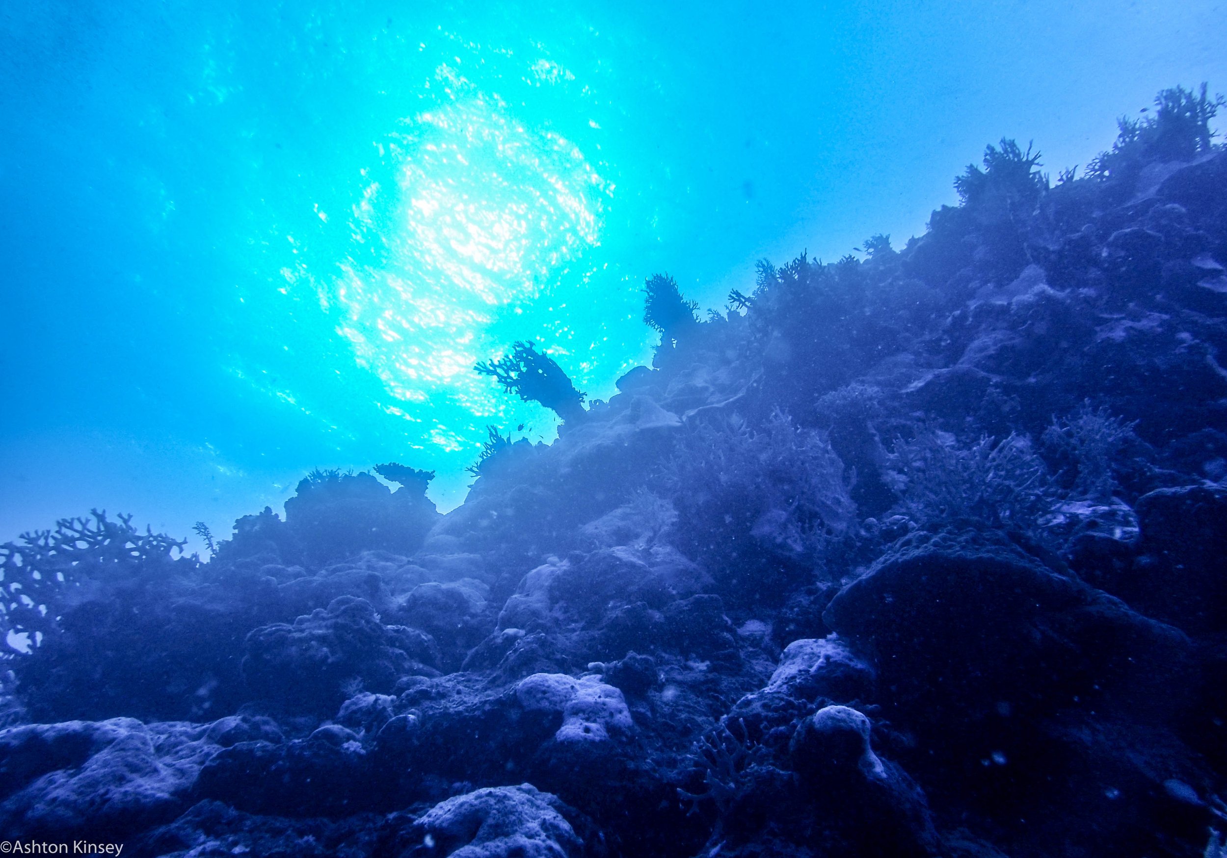 Dive 5 Fairy Grotto Wall.jpg