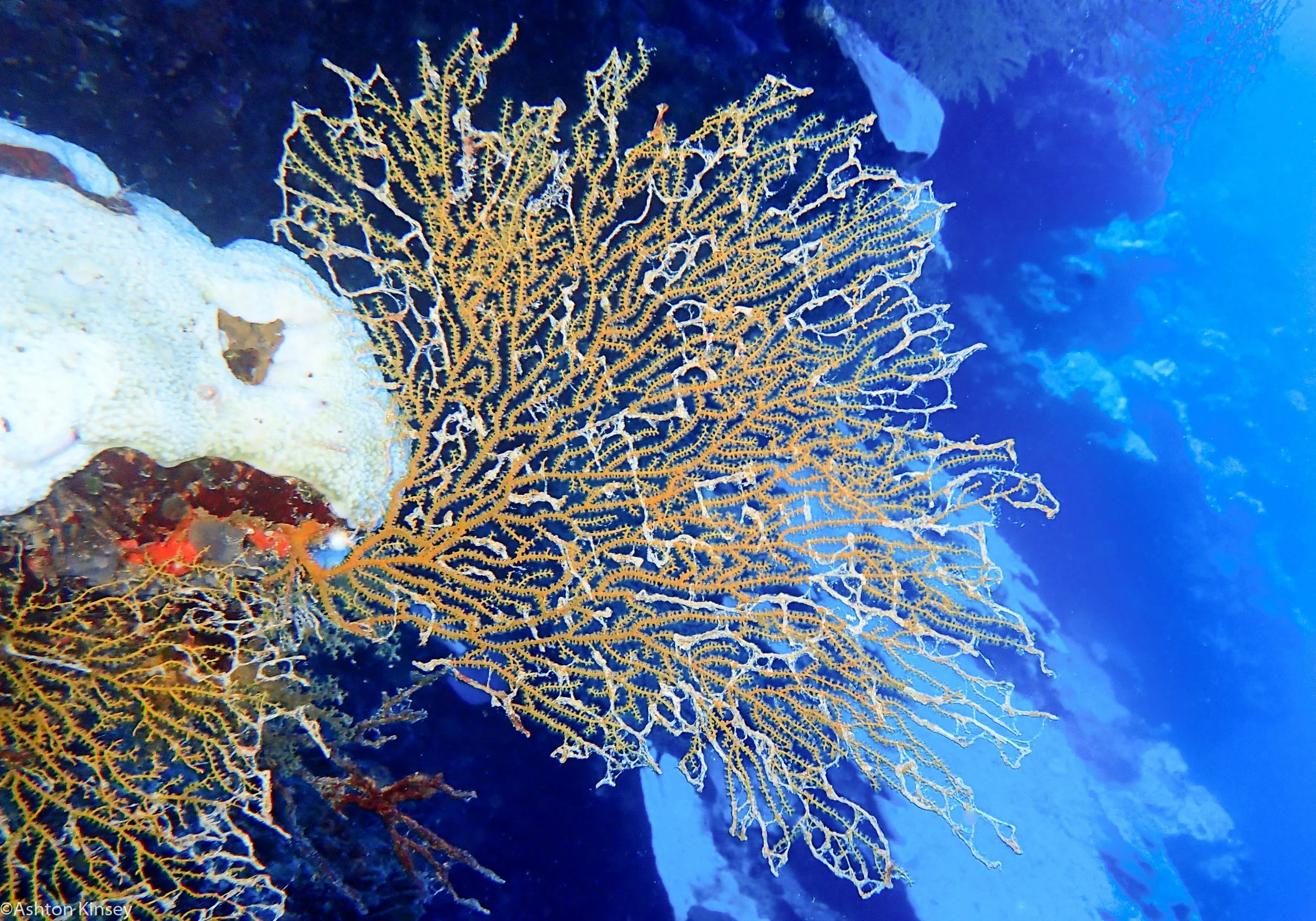 Dive 6 Half Poiint Fam Coral.jpg