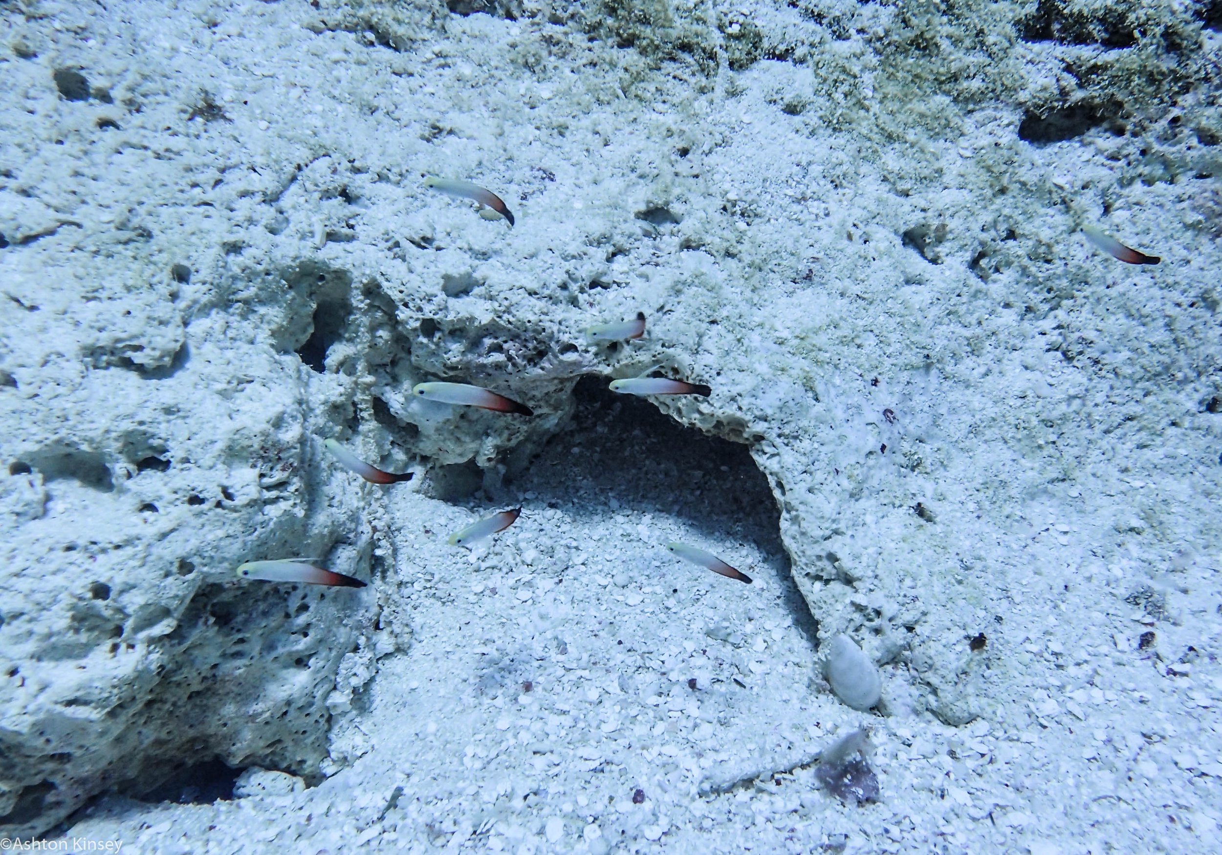 Dive 6 Half Poiint Fam Firefish_.jpg