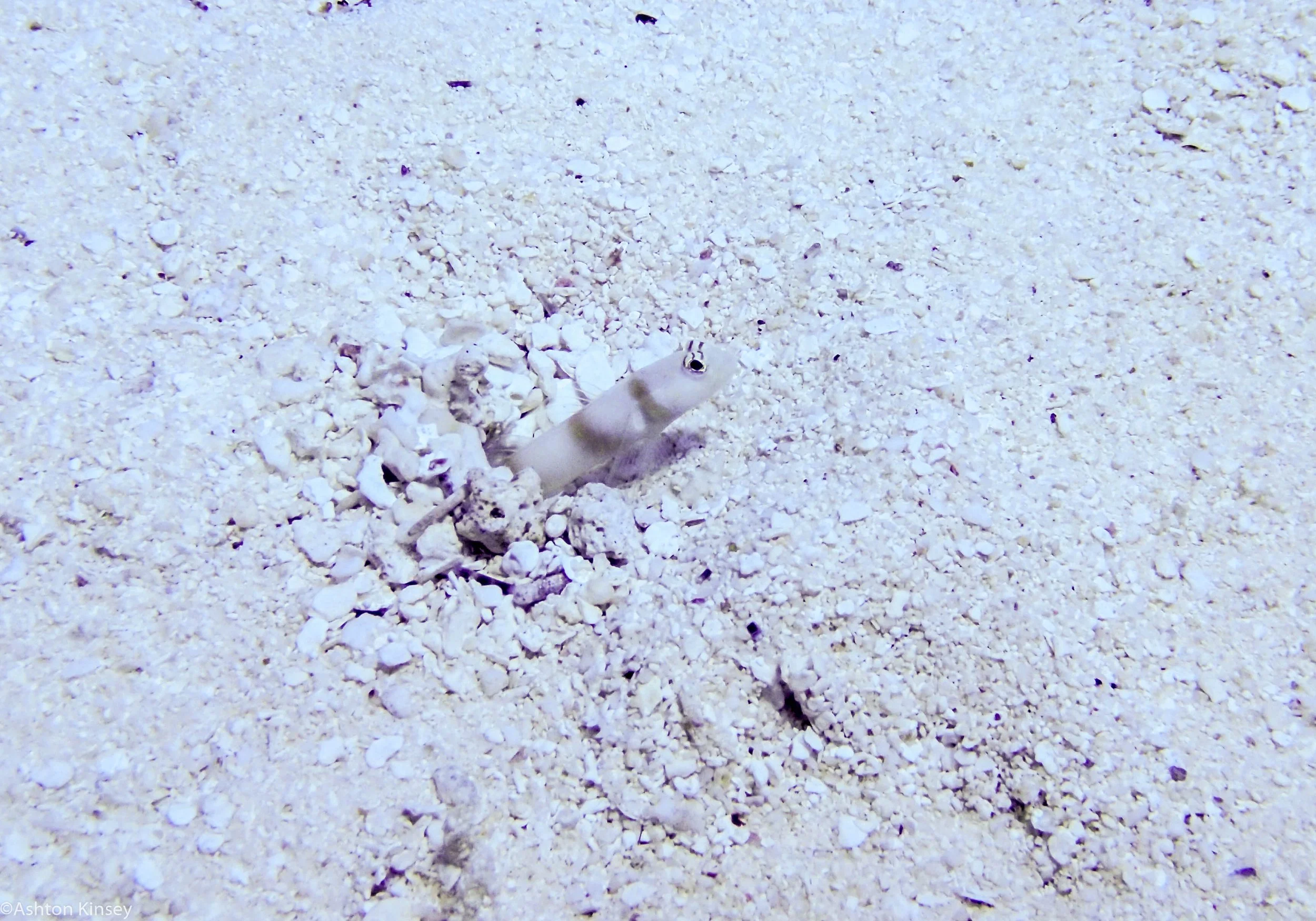 Dive 6 Half Poiint Fam Goby.jpg
