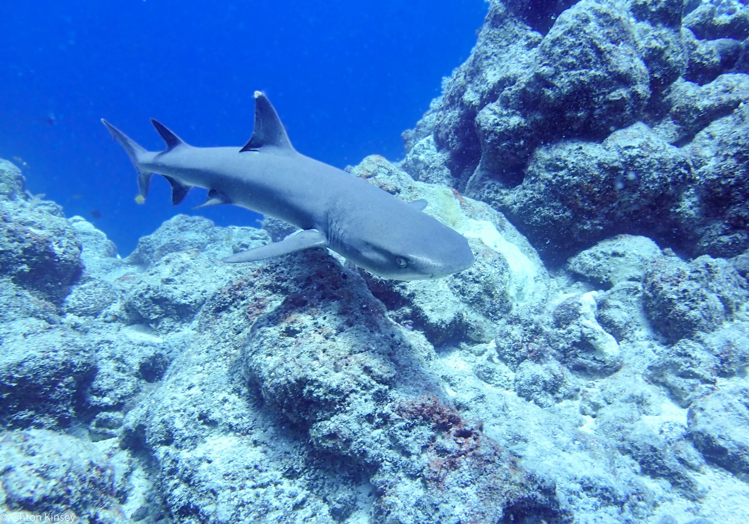 Dive 6 Half Poiint Fam White Tip Shark.jpg