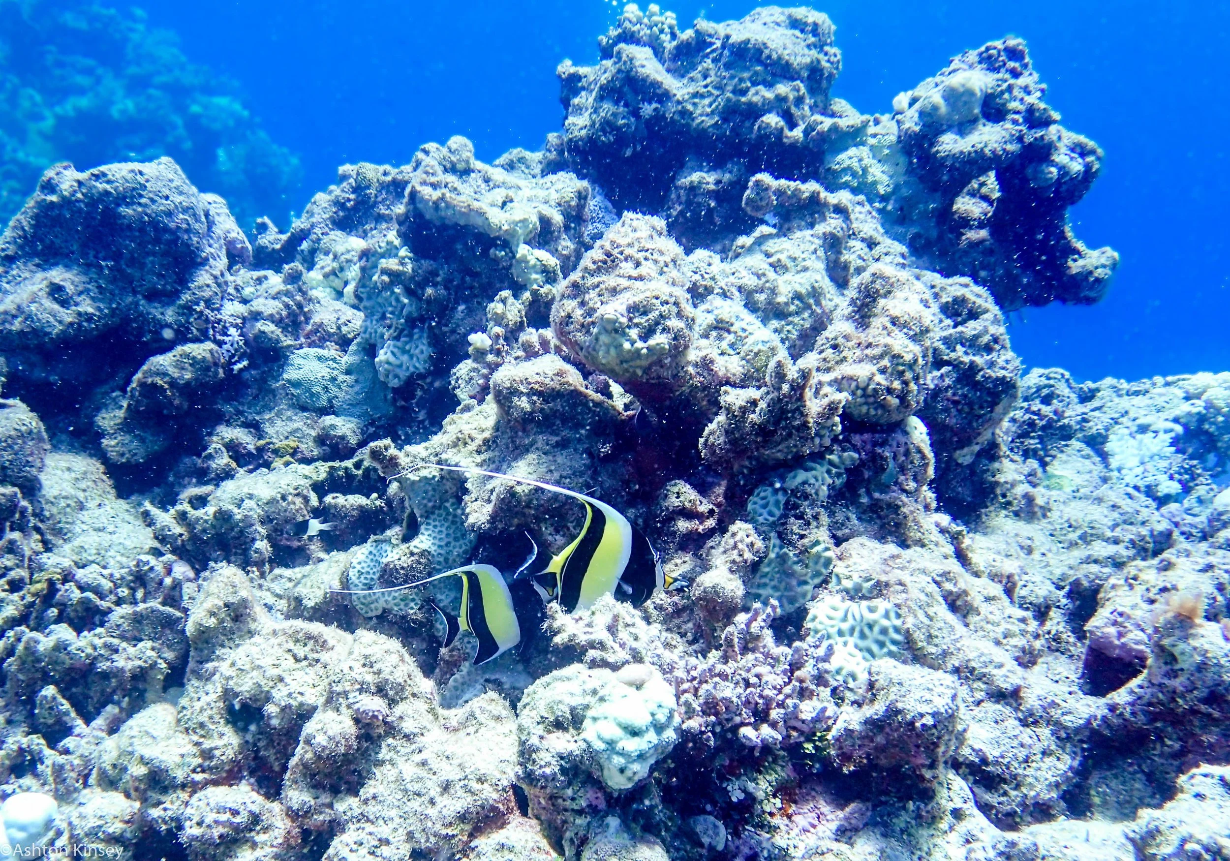 Dive 7 Half Point Moorish Idol.jpg