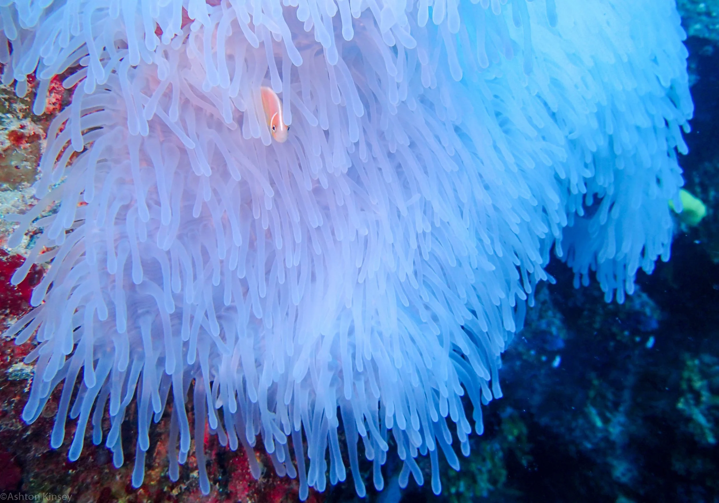 Dive 8 Fals Entrance Nem Fish.jpg
