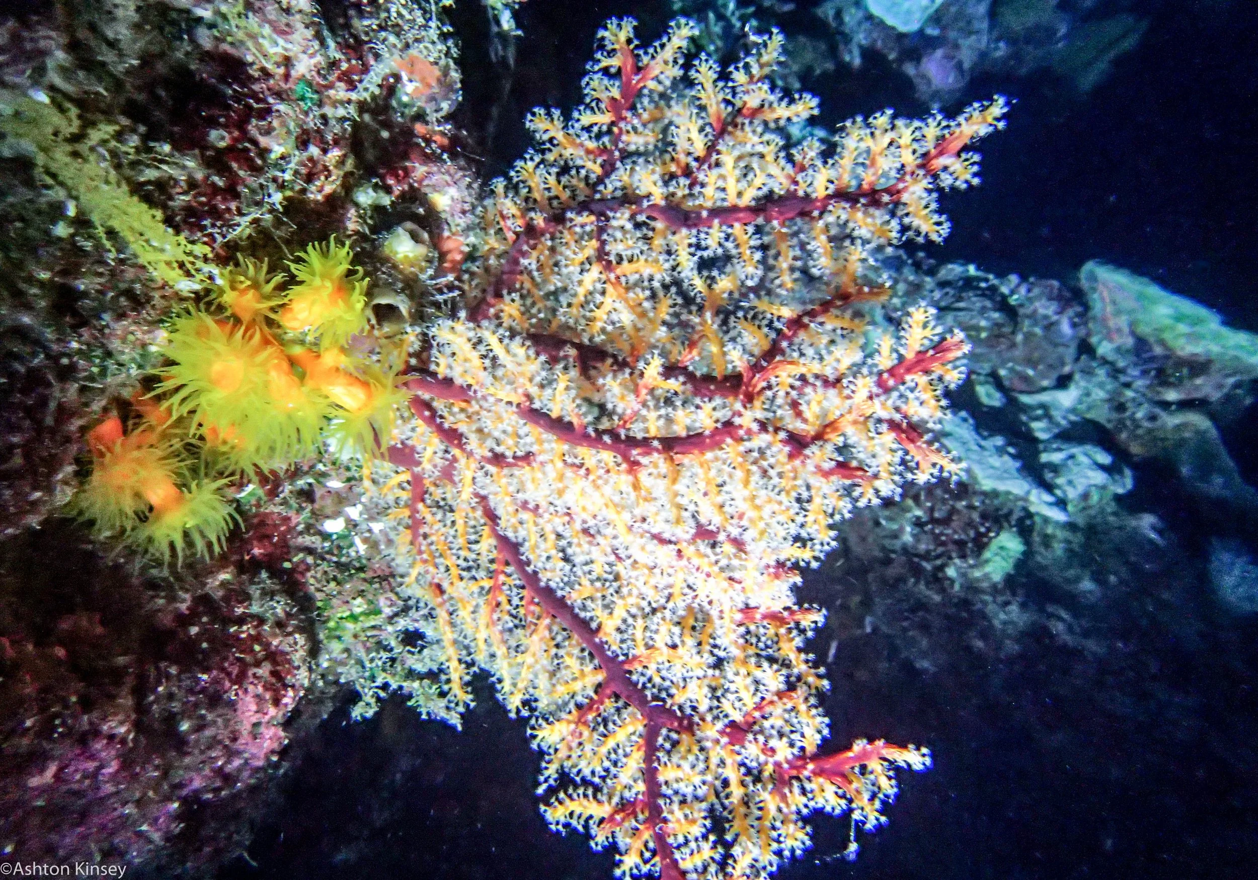 Dive 9 False Entrance Sun Coral.jpg