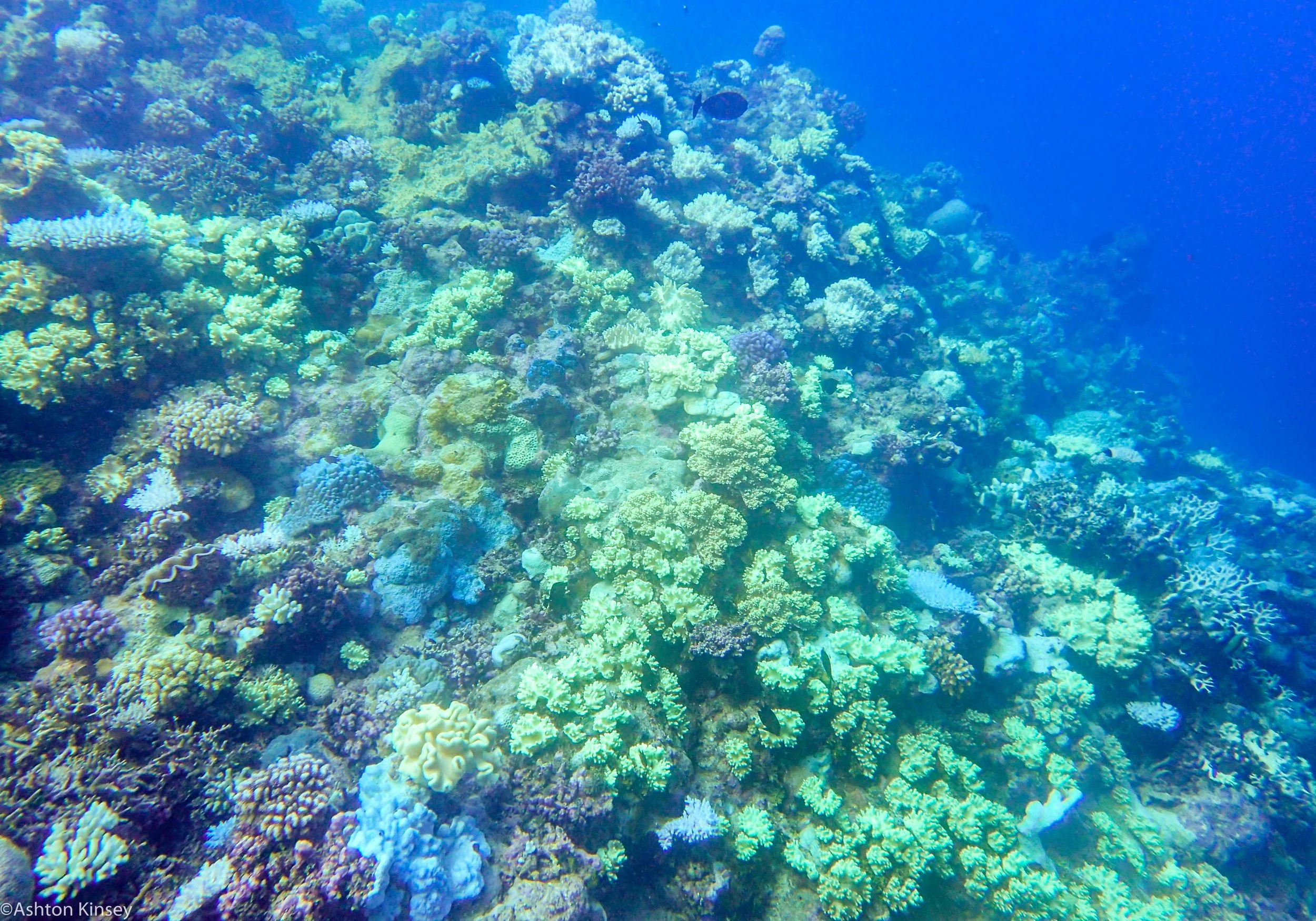 Dive 8 False Entrance Corals.jpg