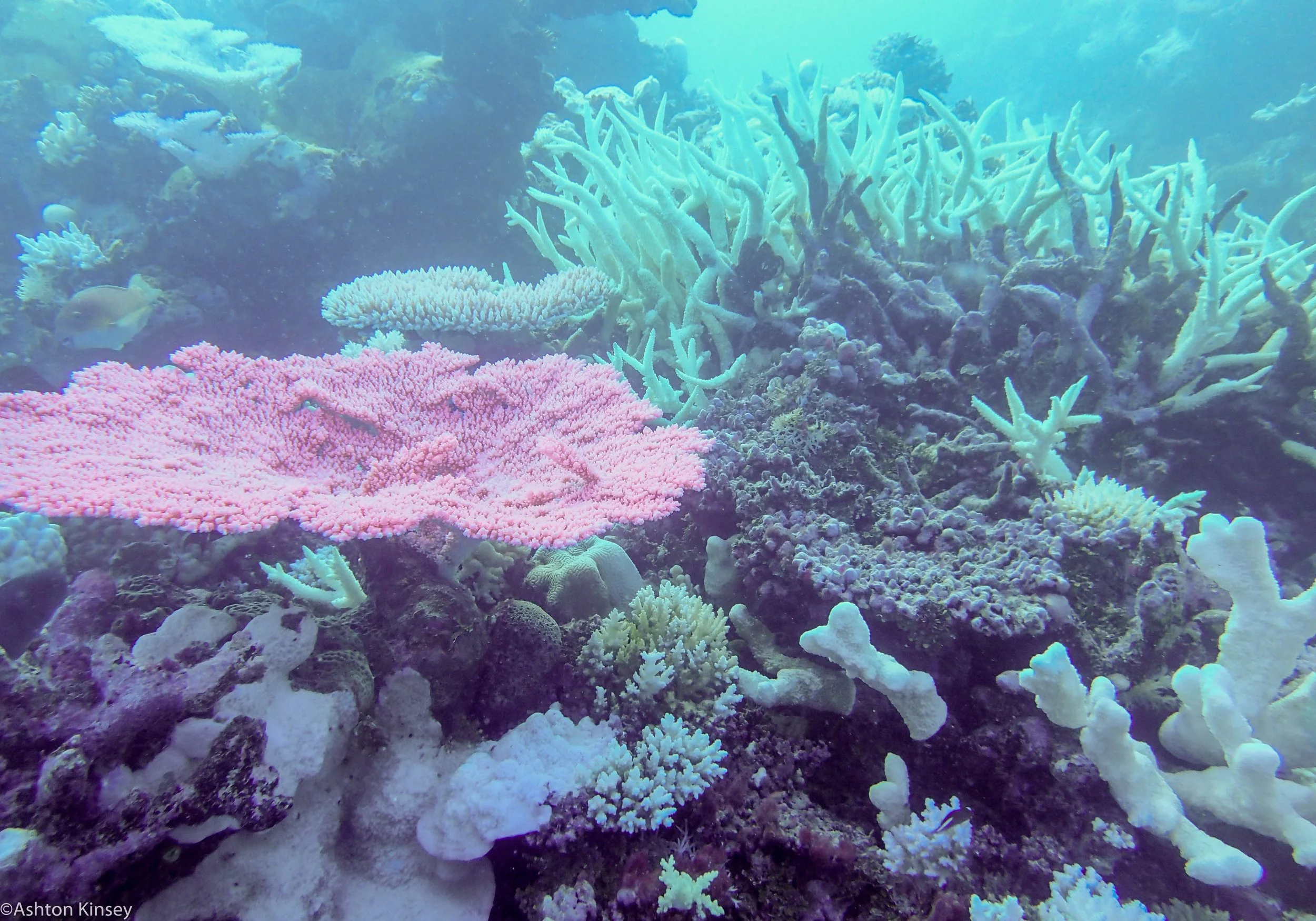 Dive 8 False Entrance Corals-2.jpg