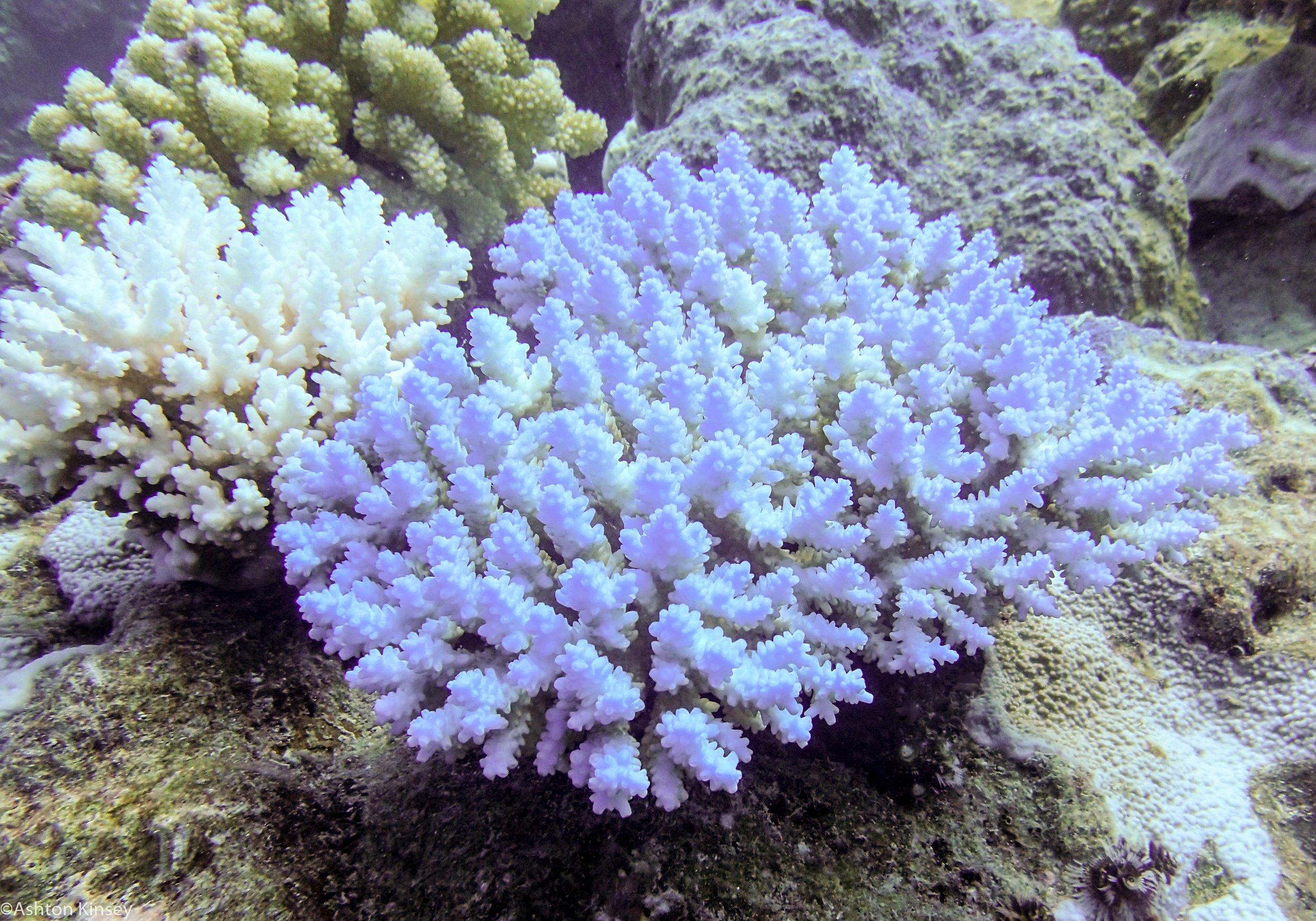 Dive 8 False Entrance Corals-3.jpg