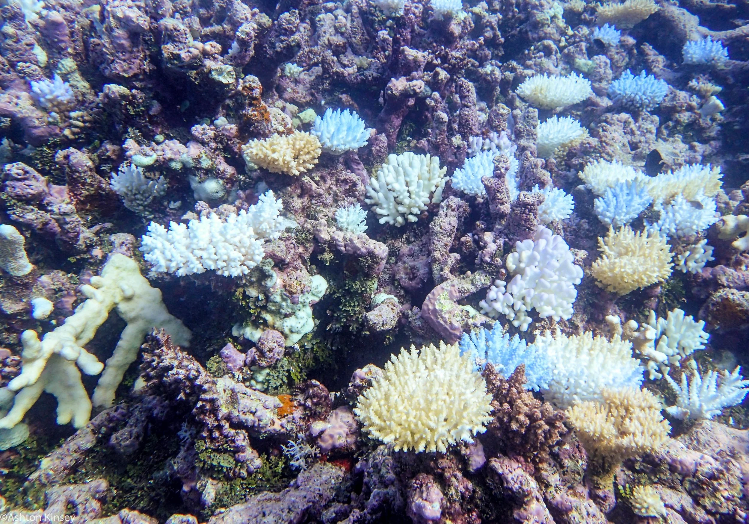 Dive 8 False Entrance Corals-4.jpg