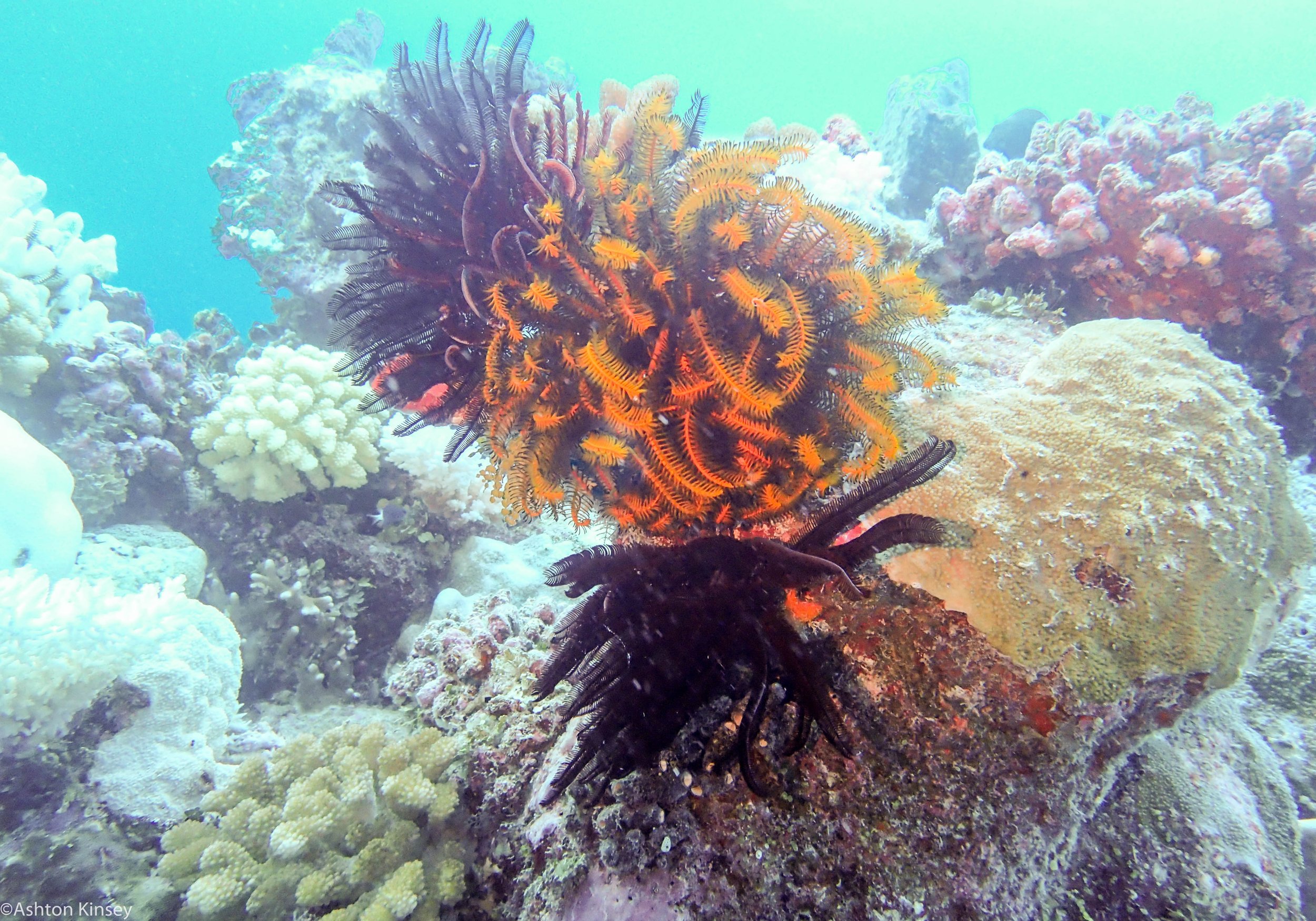 Dive 8 False Entrance Feather stars.jpg