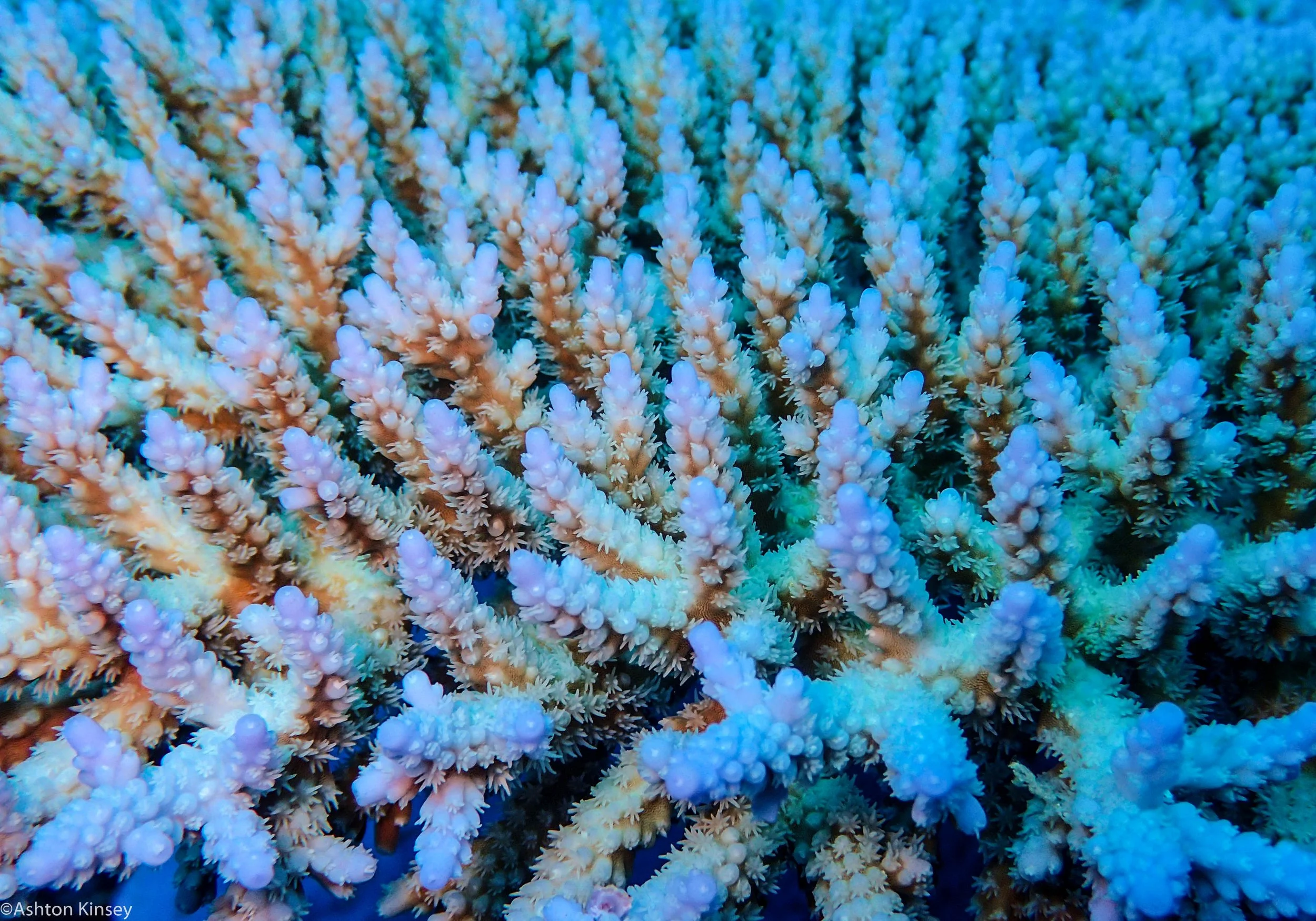 Dive 8 False Entrance Fuzzy Sticks.jpg