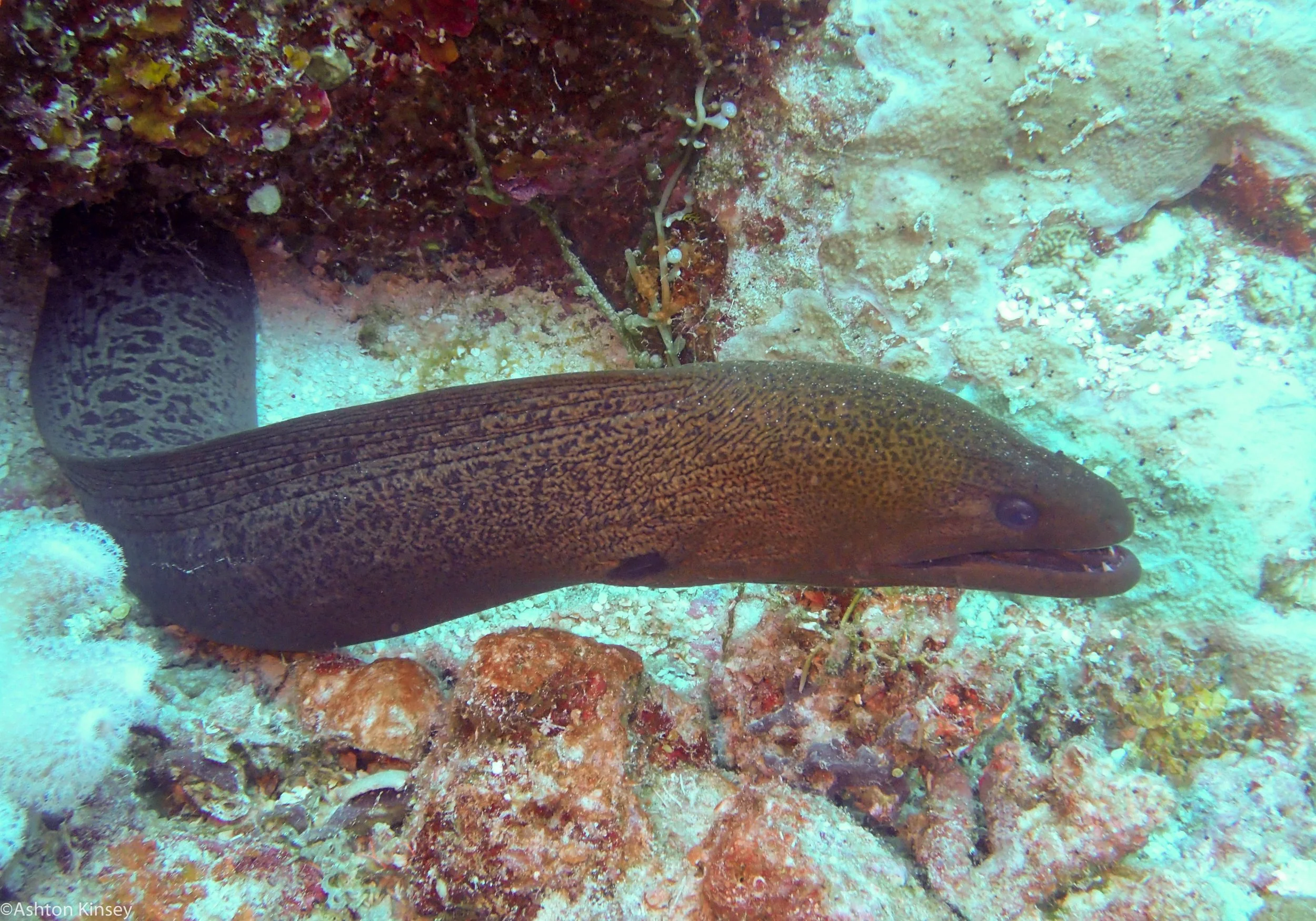 Dive 8 False Entrance Moray Eel.jpg