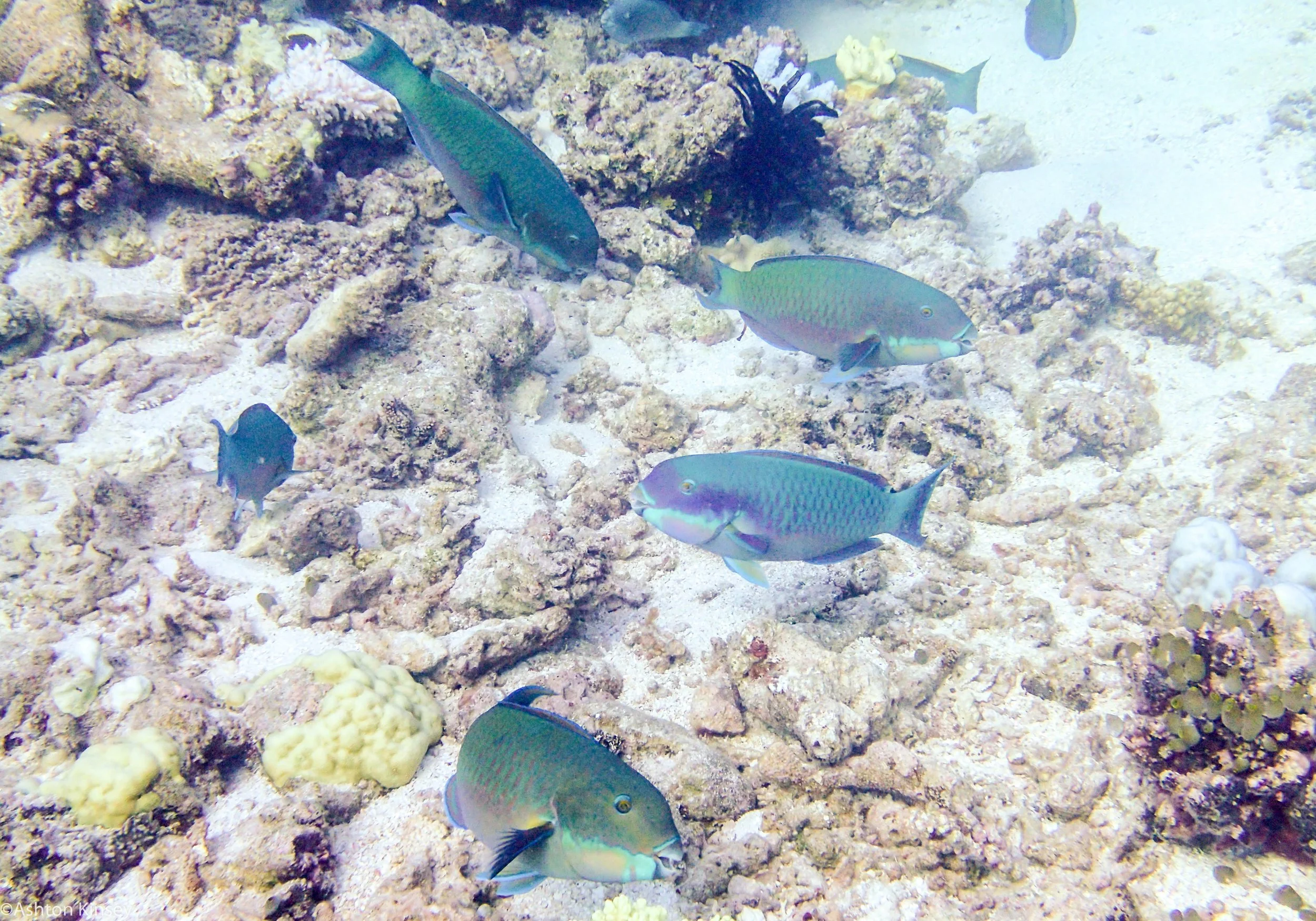 Dive 8 False Entrance Parrot Fish.jpg