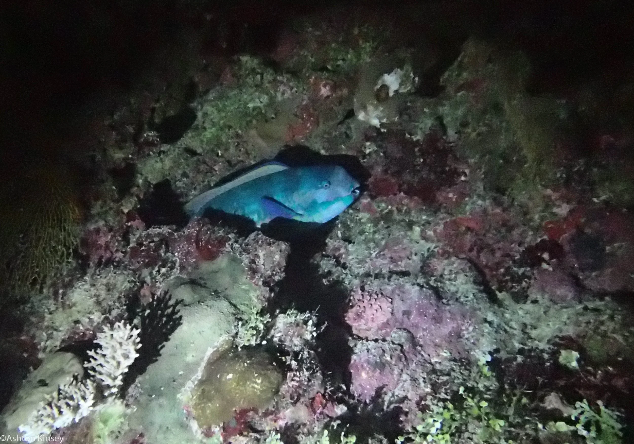 Dive 9 False Entrance Parrot_.jpg