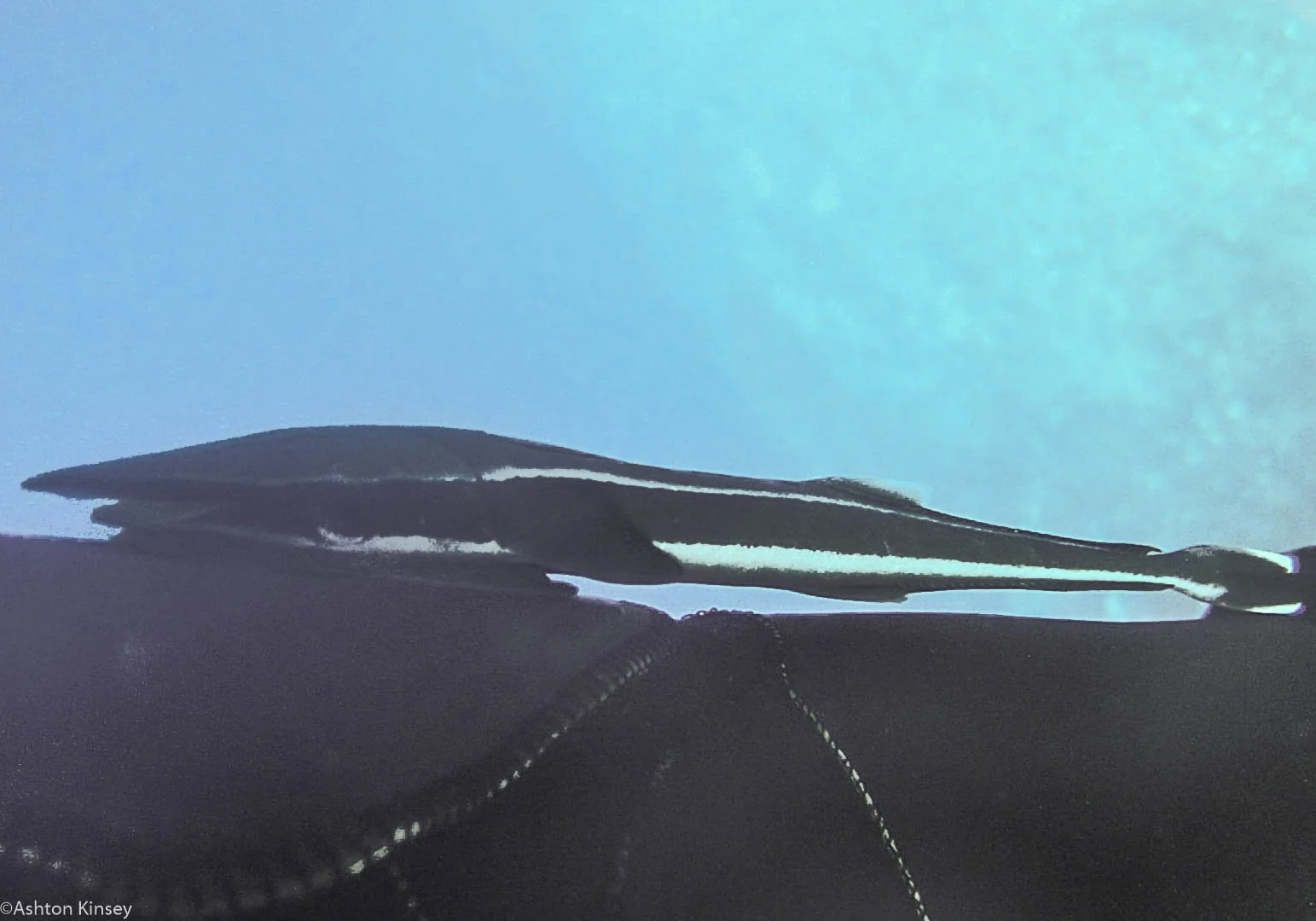 Dive 10 North Horn Ramora_.jpg