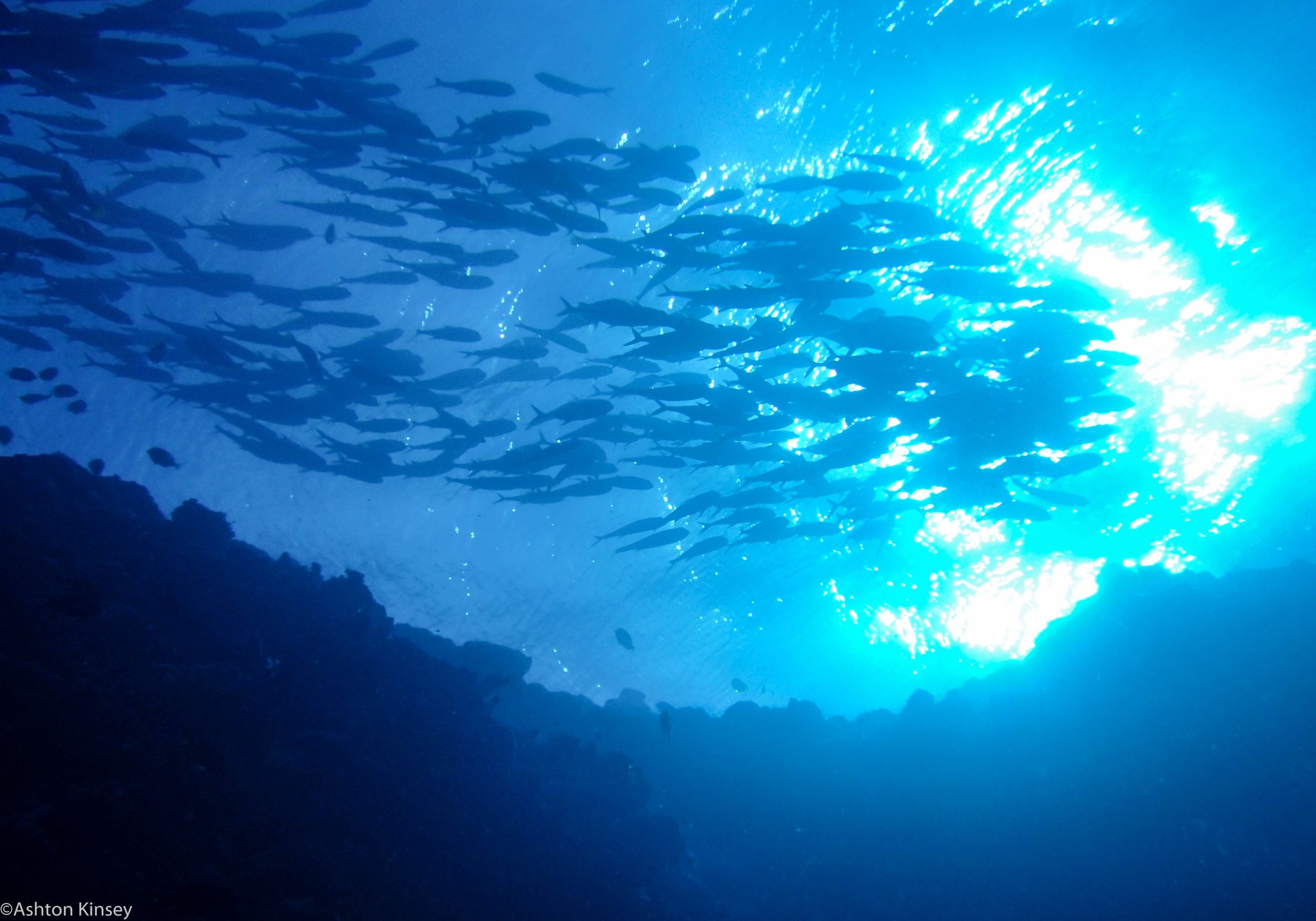 Dive 10 North Horn School o' fish.jpg