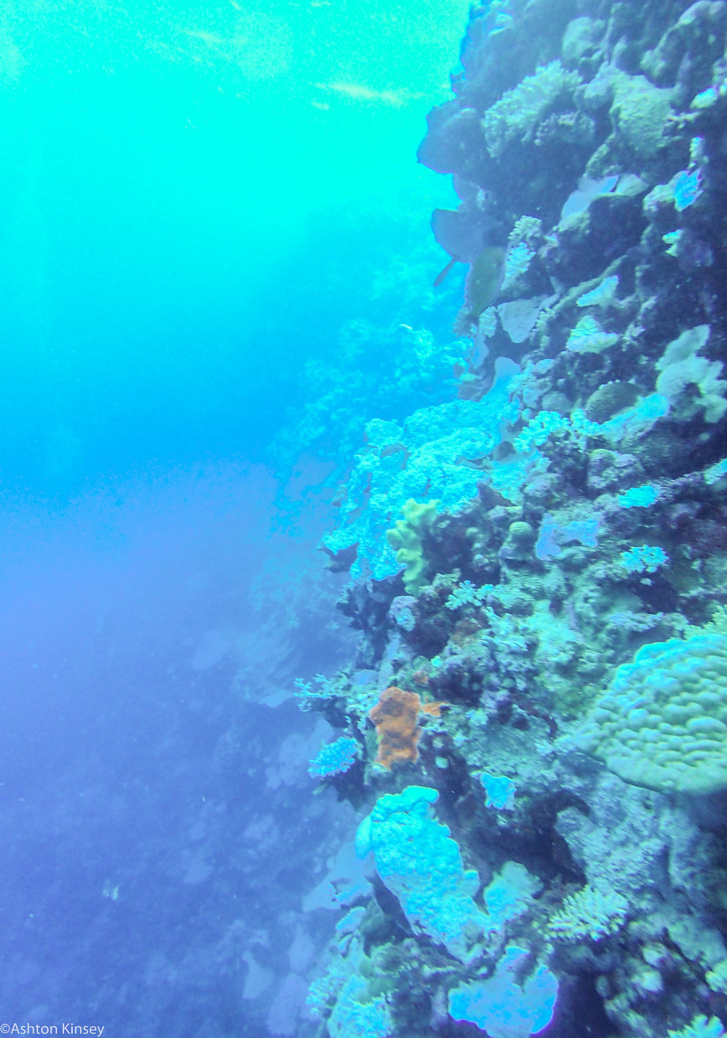 Dive 10 North Horn Wall.jpg