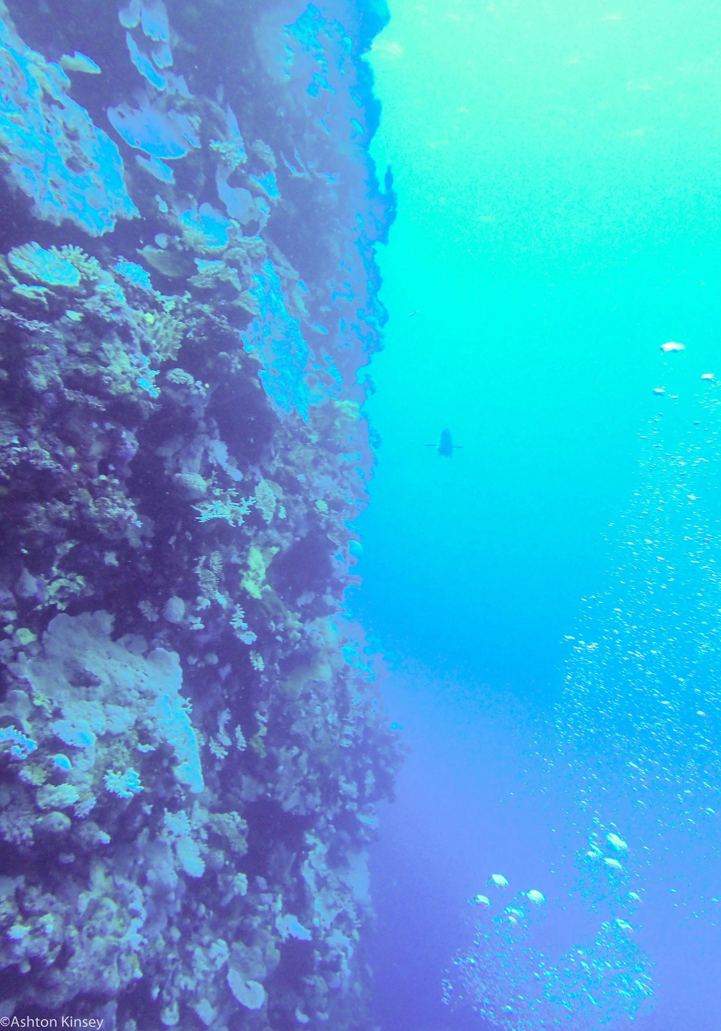 Dive 10 North Horn Wall-2.jpg