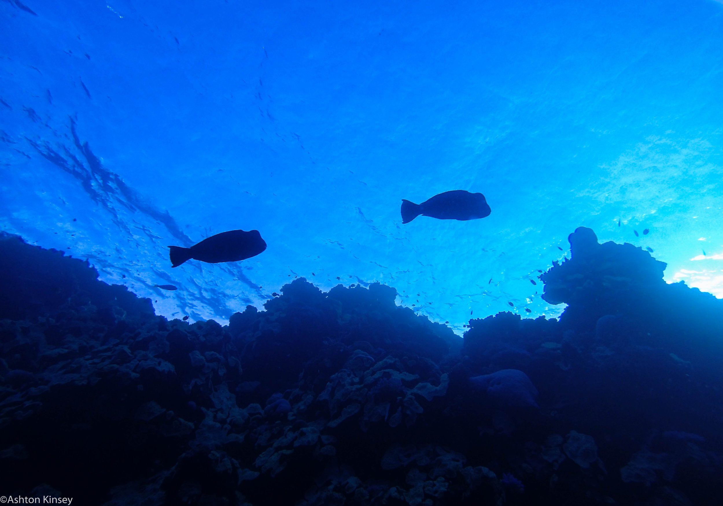 Dive 10 North Horn Wall-3.jpg