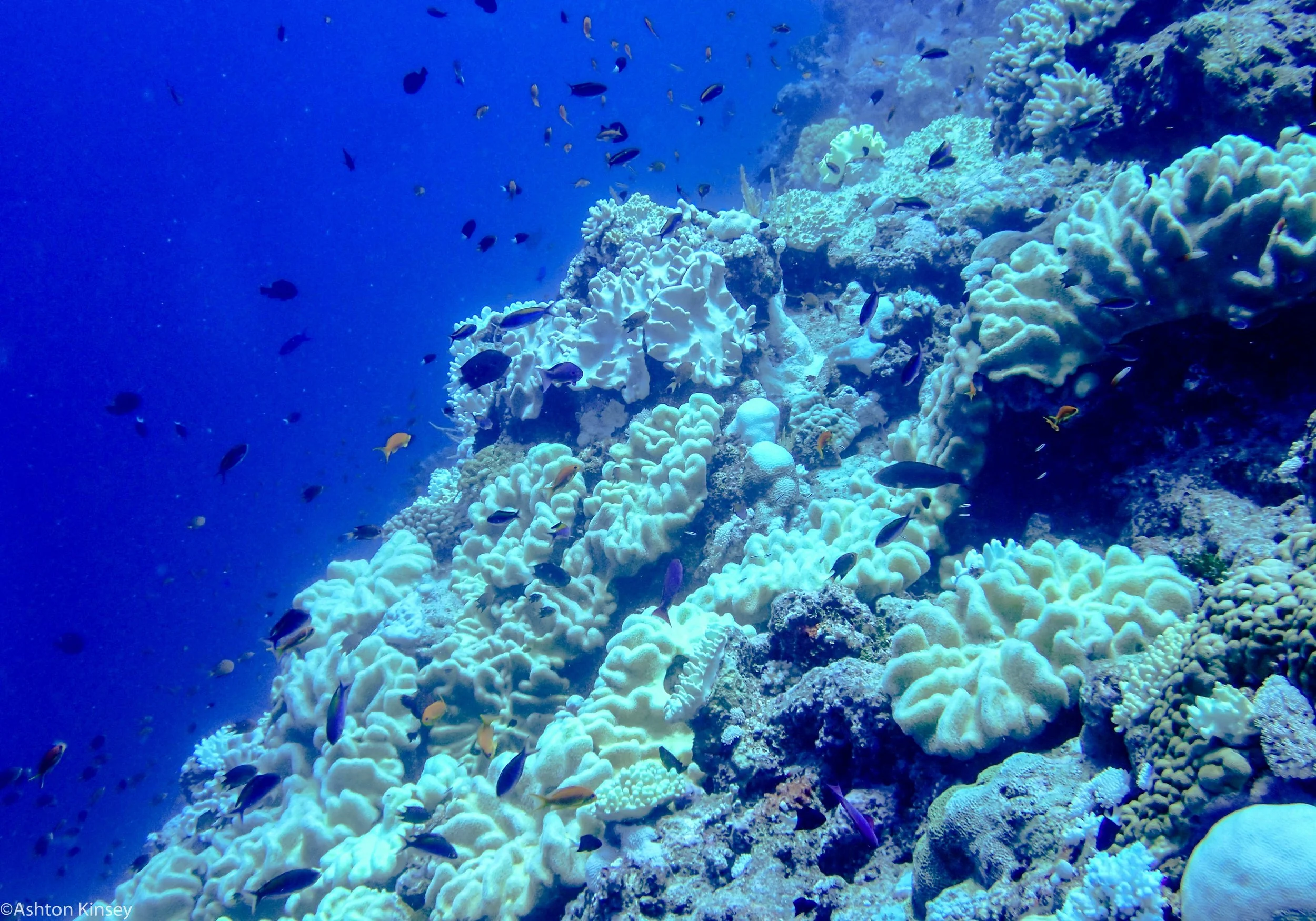 Dive 11 Ampitheater Corals.jpg