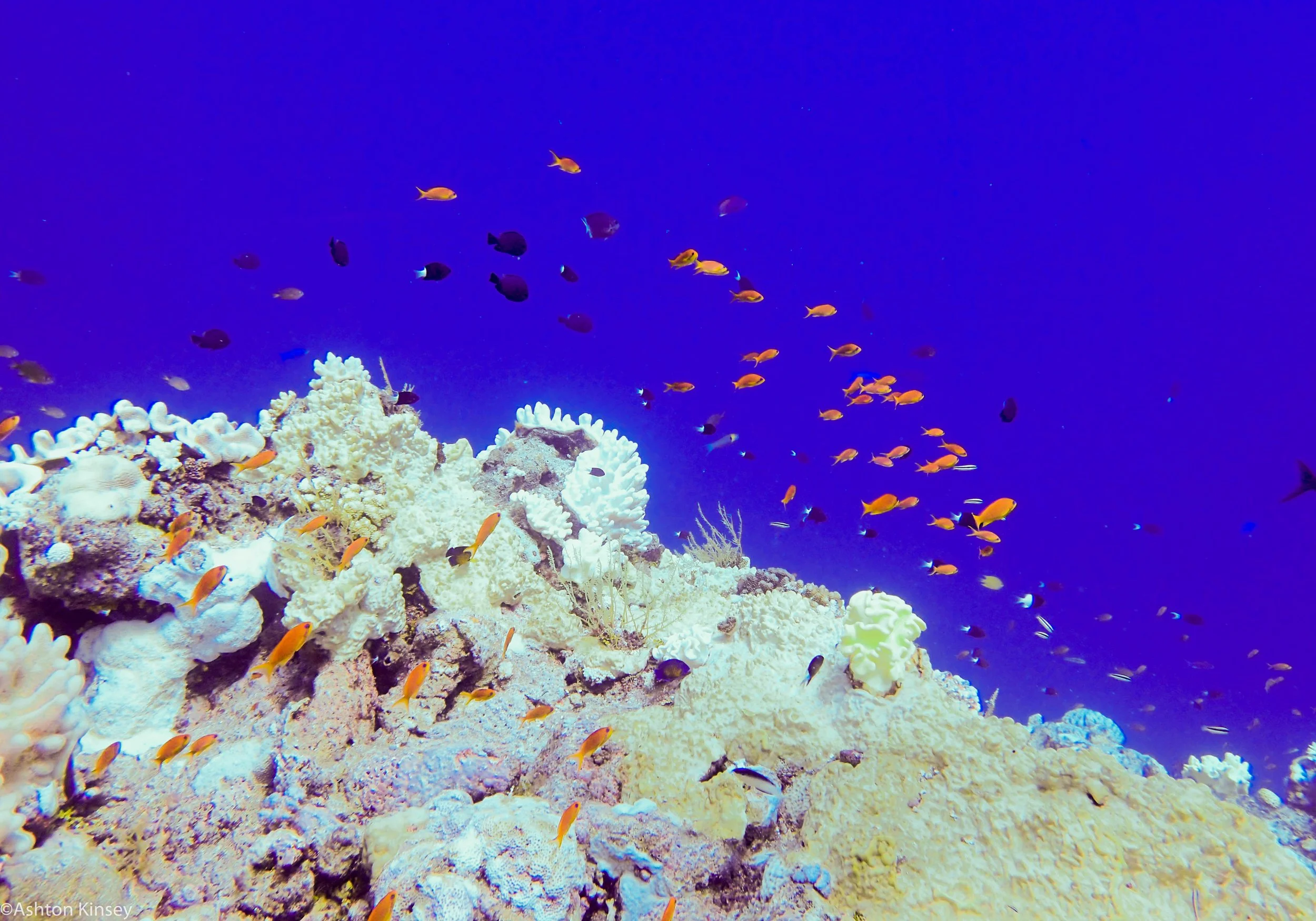 Dive 11 Ampitheater School.jpg