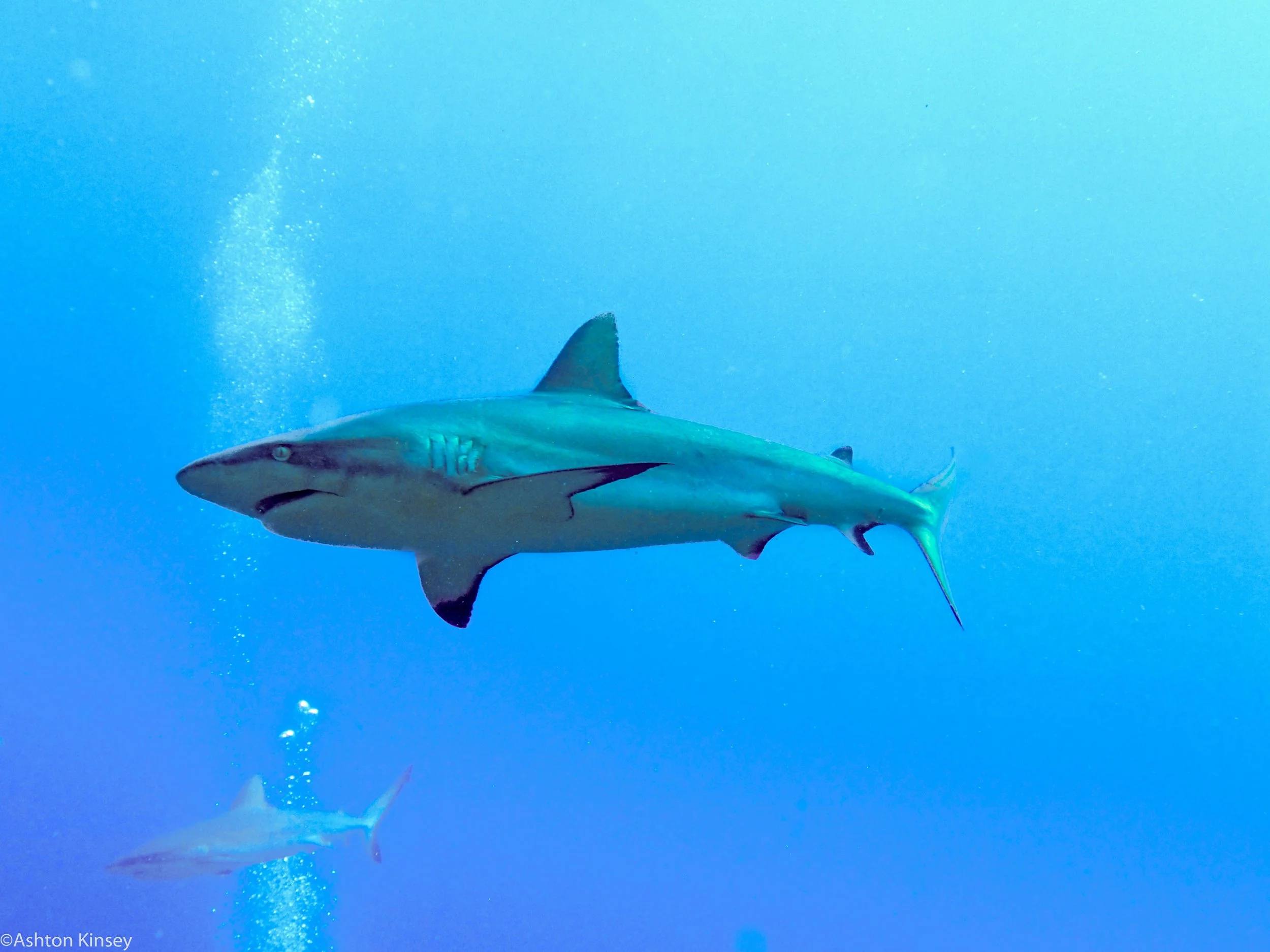Dive 11 Ampitheater Shark.jpg