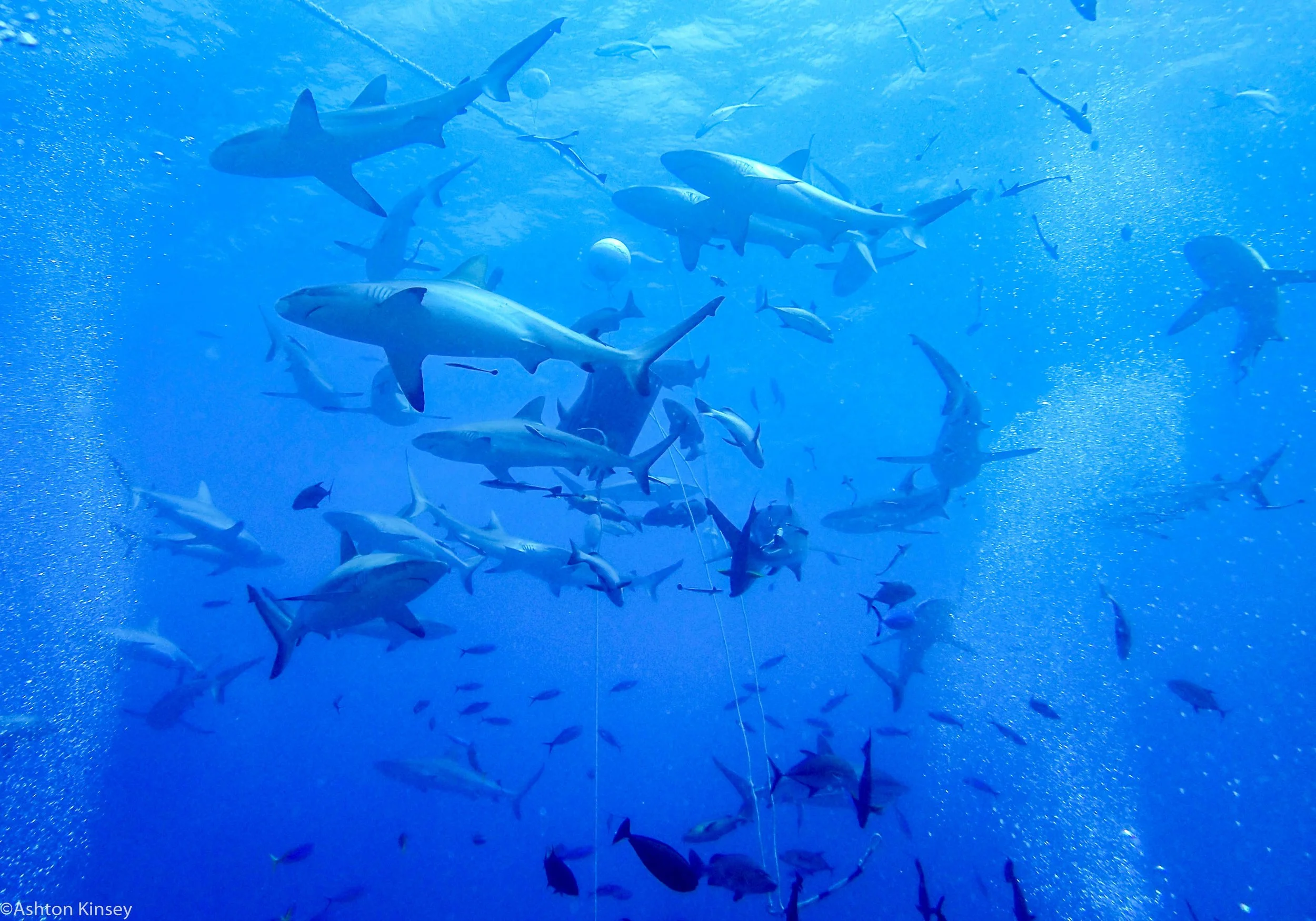 Dive 11 Ampitheater SHARKS.jpg