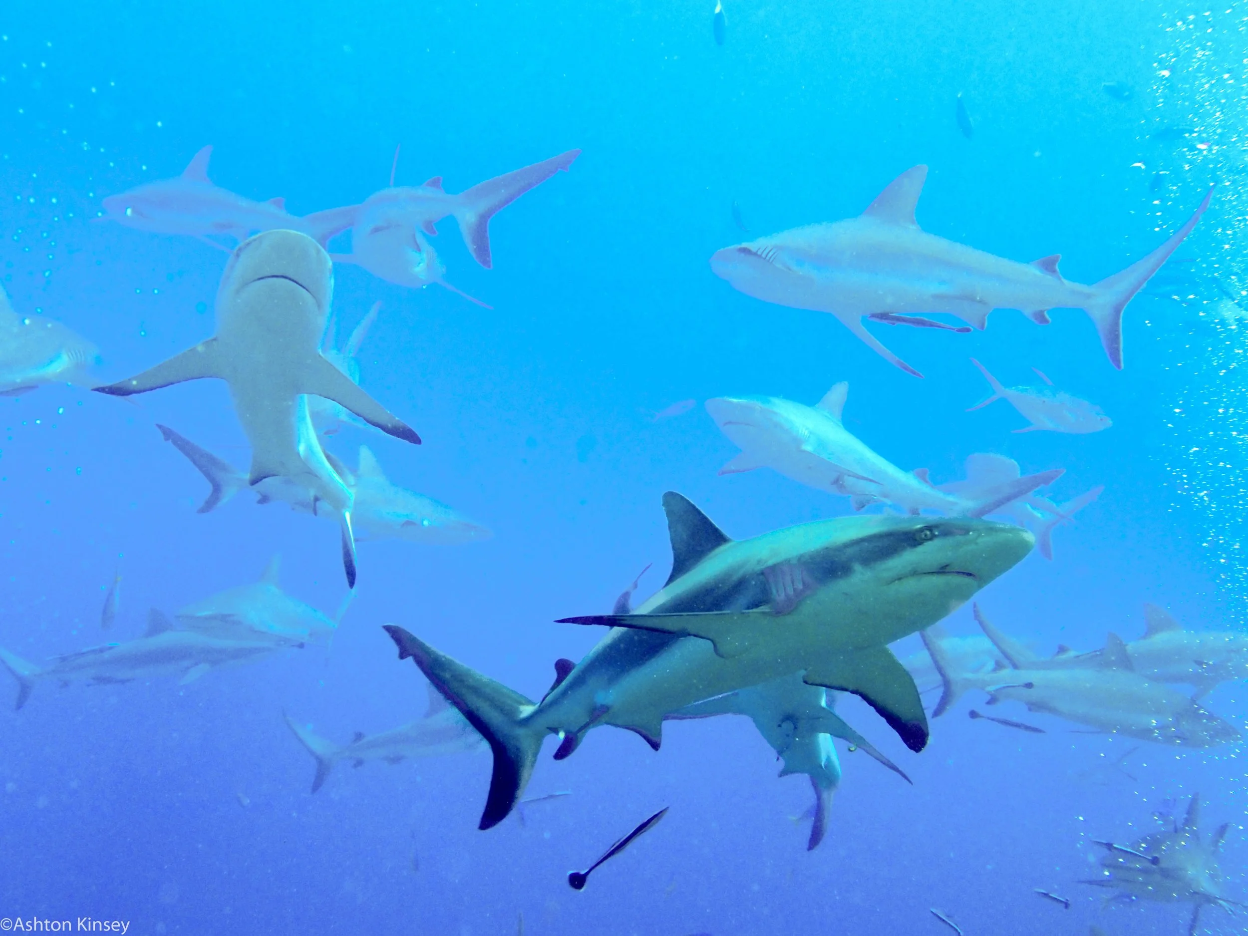 Dive 11 Ampitheater SHARKS-2.jpg