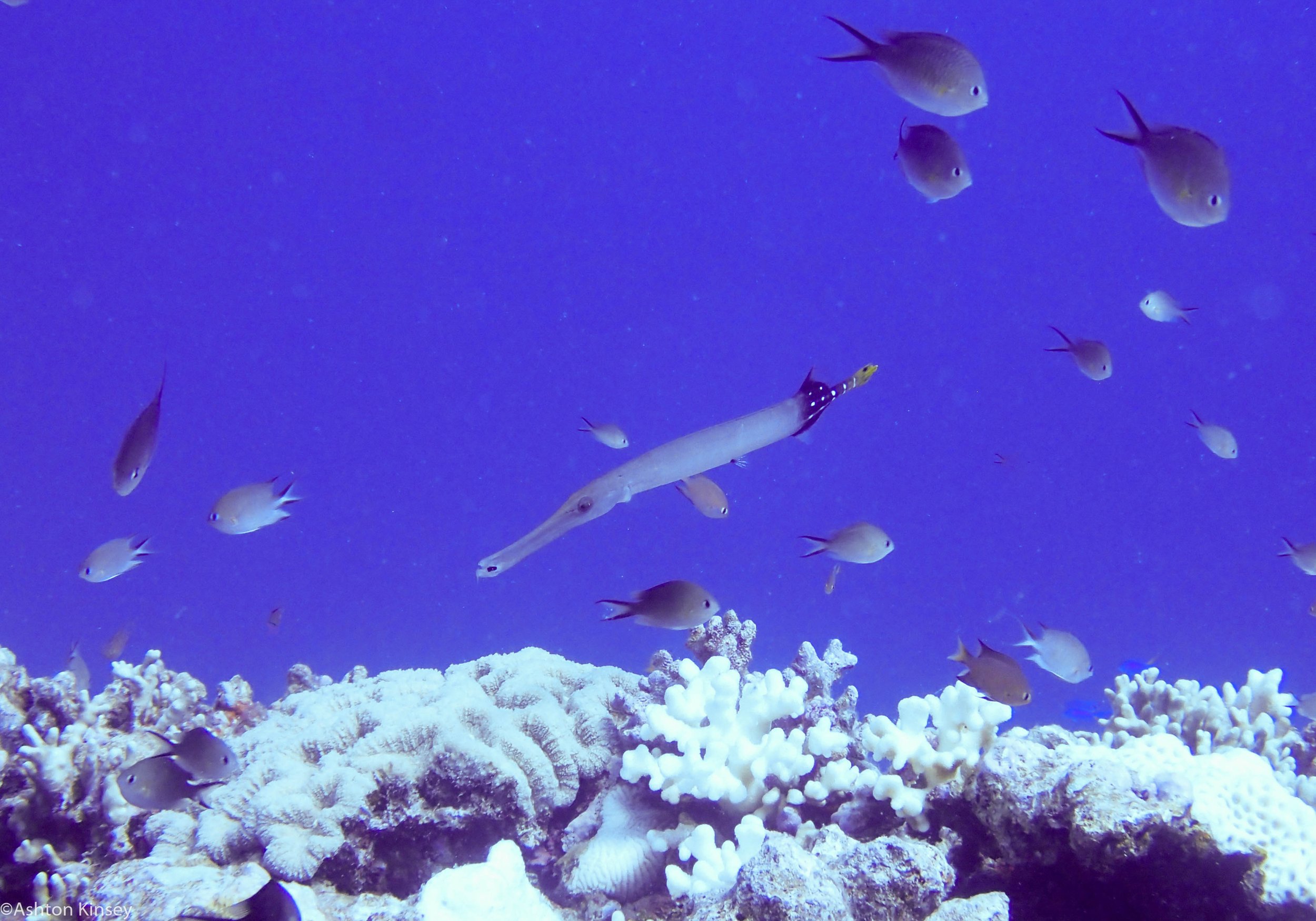 Dive 11 Ampitheater Trumpet_.jpg