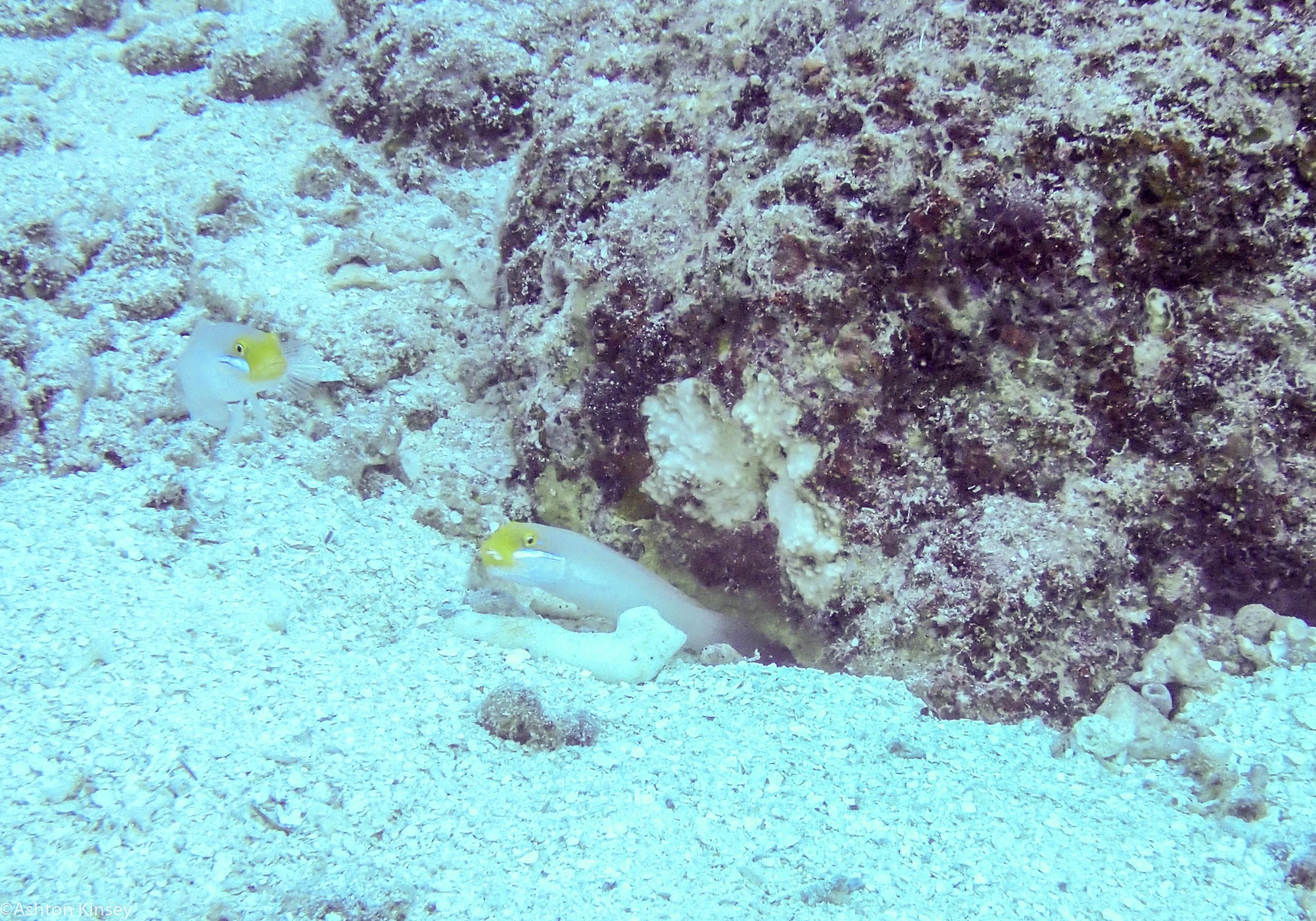 Dive 12 Admiralty Anchor Yellow Headed Goby.jpg