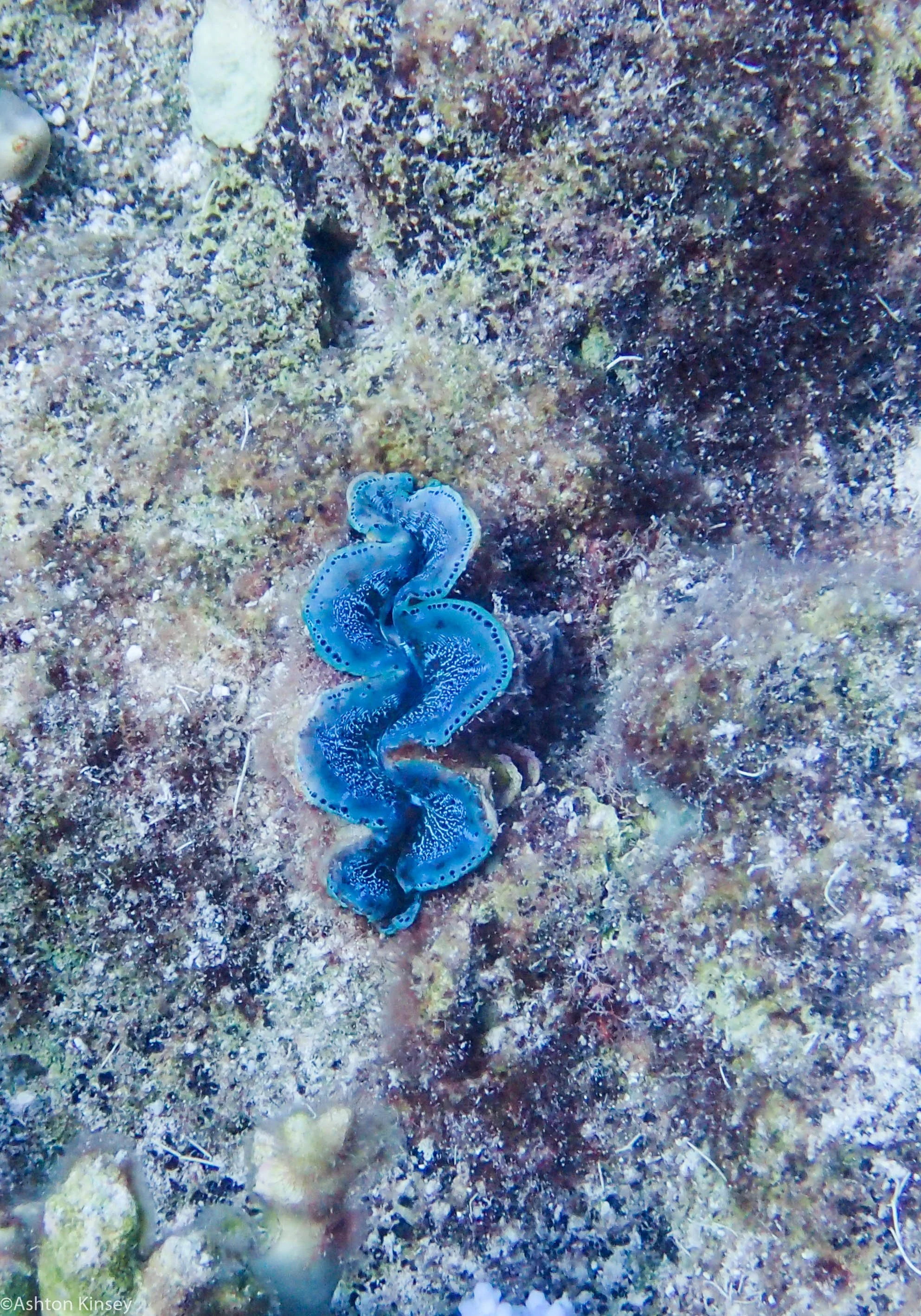 Dive 12 Admiralty Anchor clams.jpg