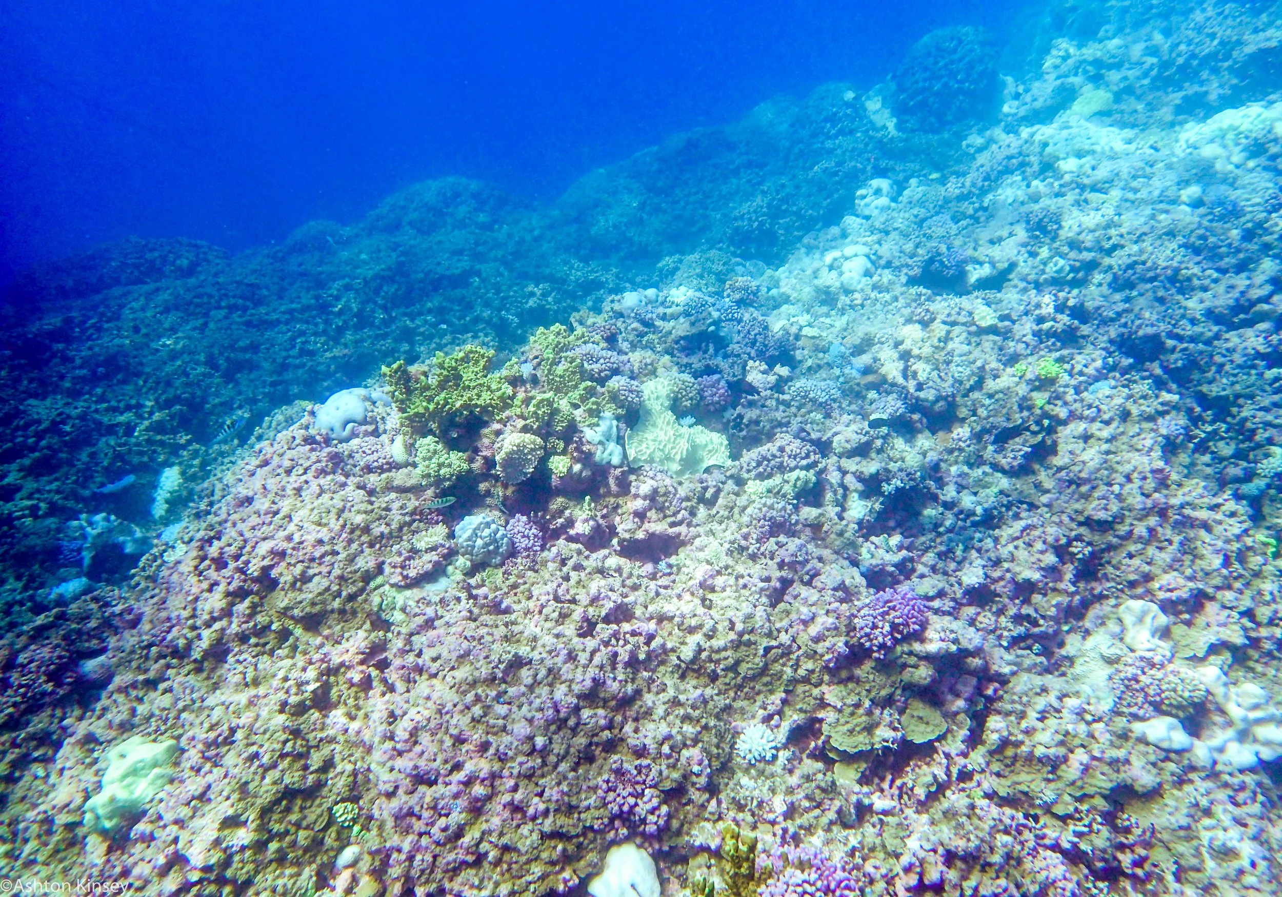 Dive 12 Admiralty Anchor Corals.jpg