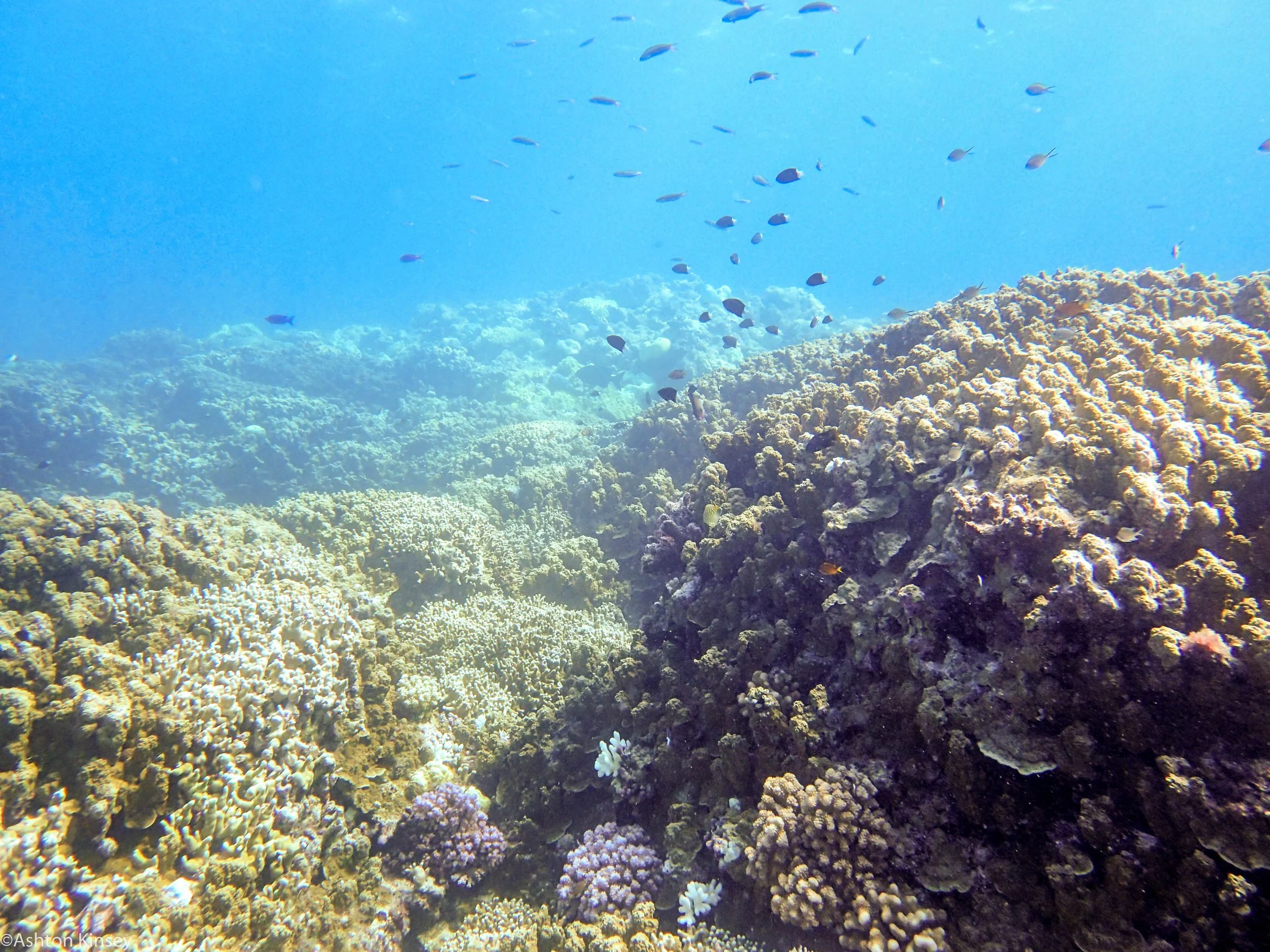 Dive 12 Admiralty Anchor Corals-2.jpg