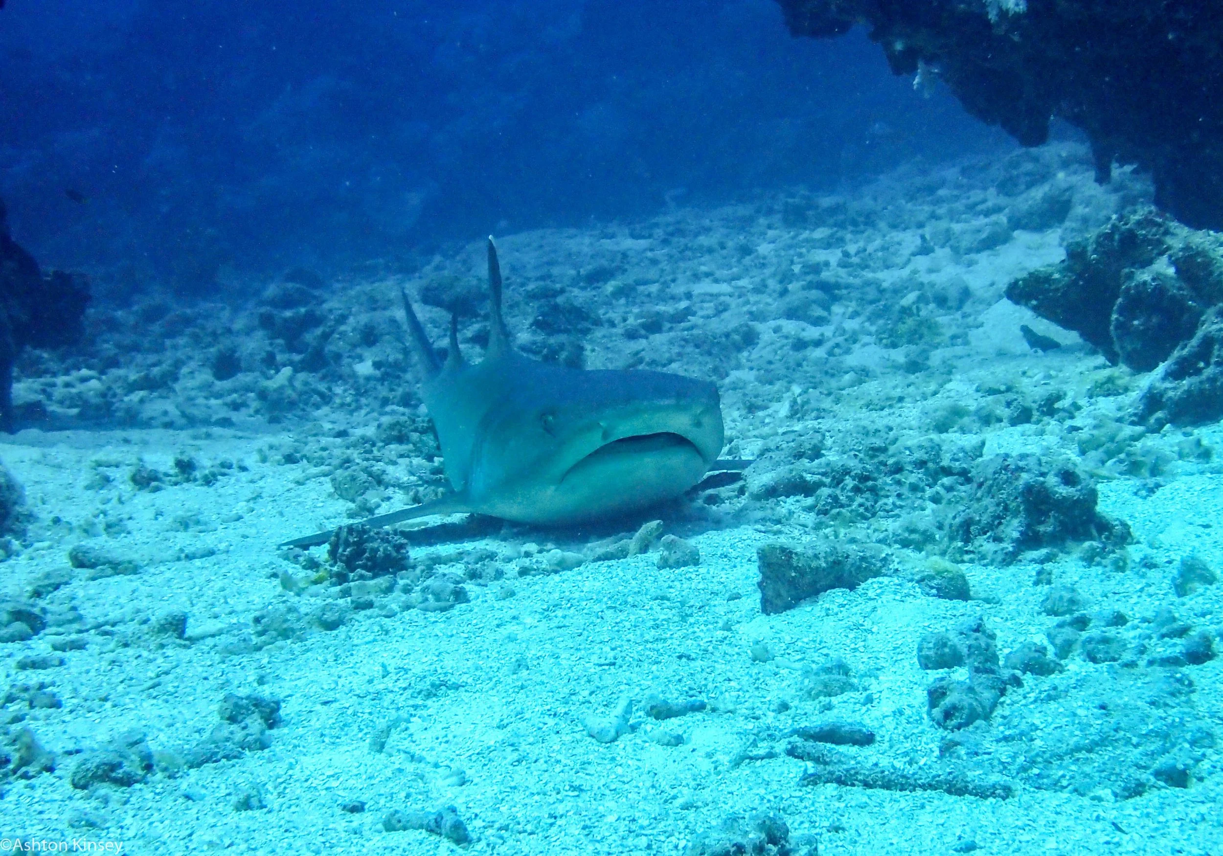 Dive 12 Admiralty Anchor Narrrgh.jpg