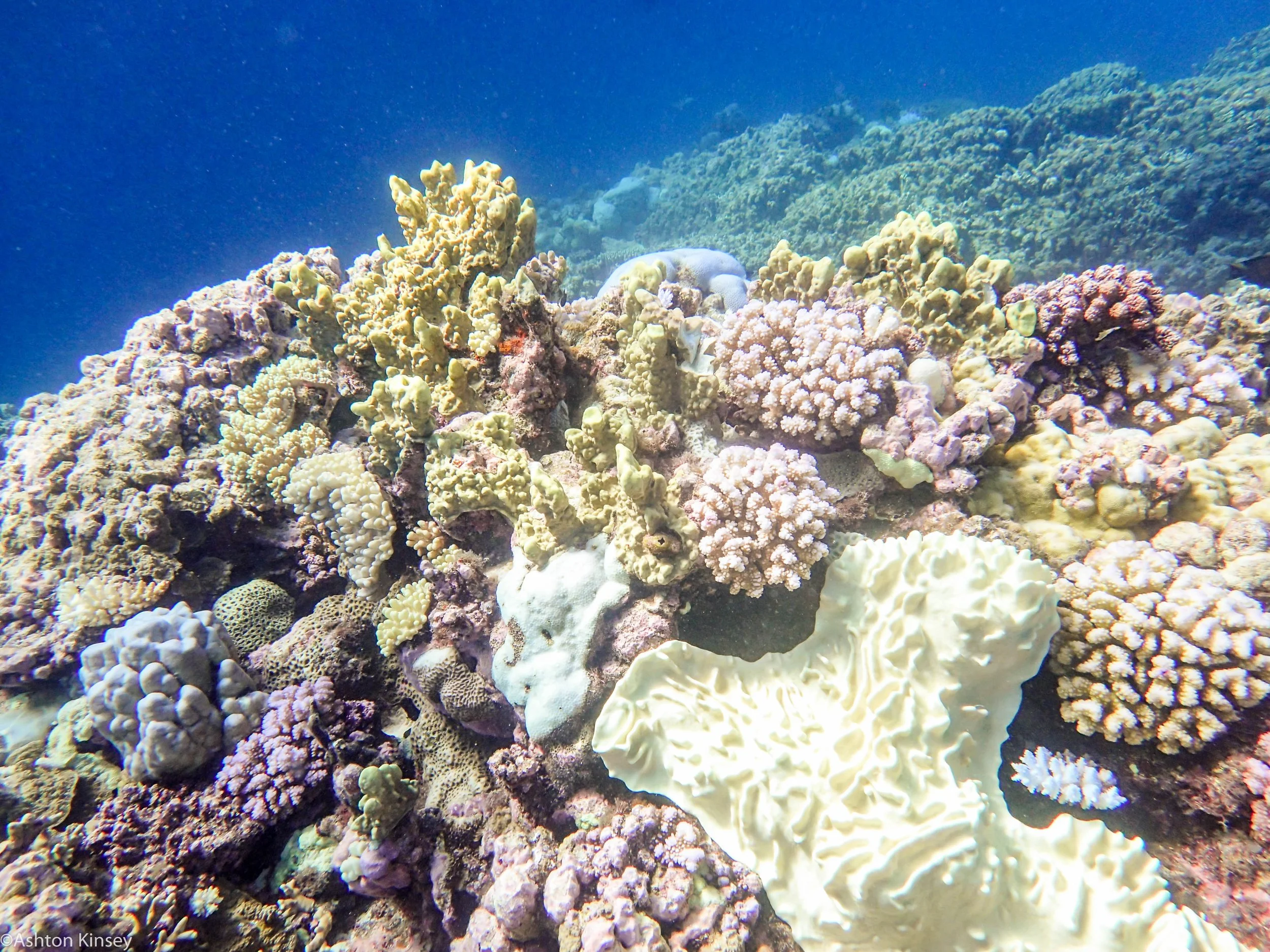 Dive 12 Admiralty Anchor Corals-3.jpg